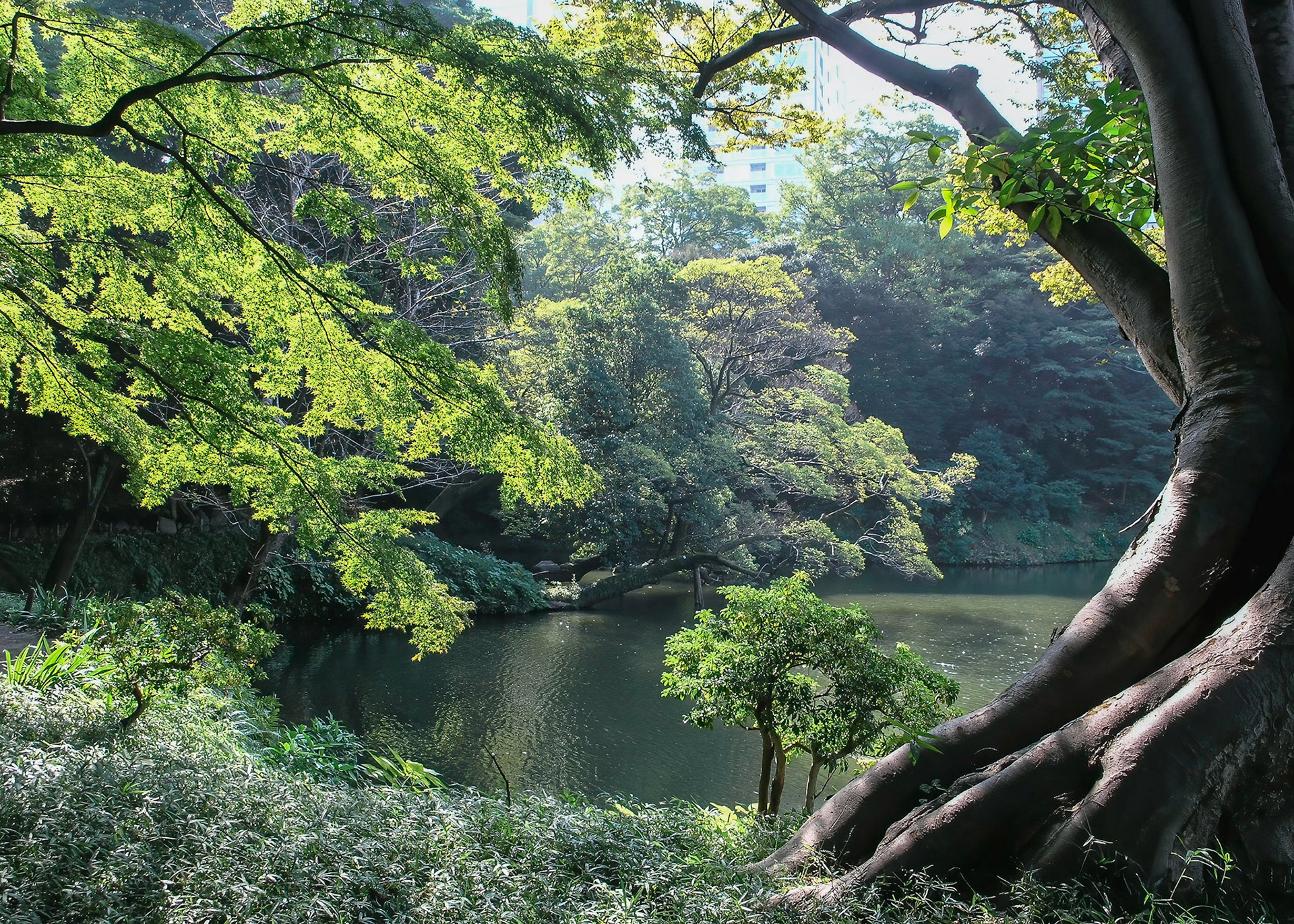 Koishikawa Korakuen Gardens