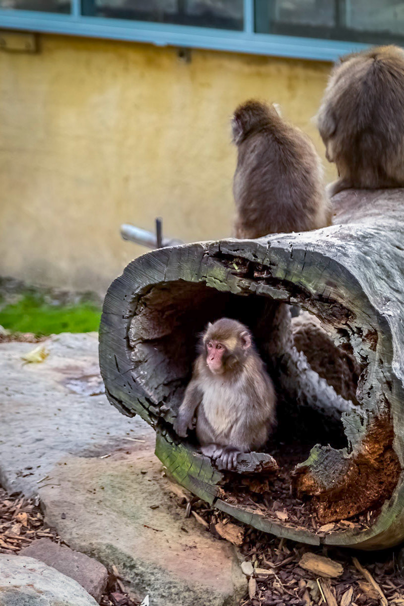 Japanese Macaques (aka snow monkeys) in City Park