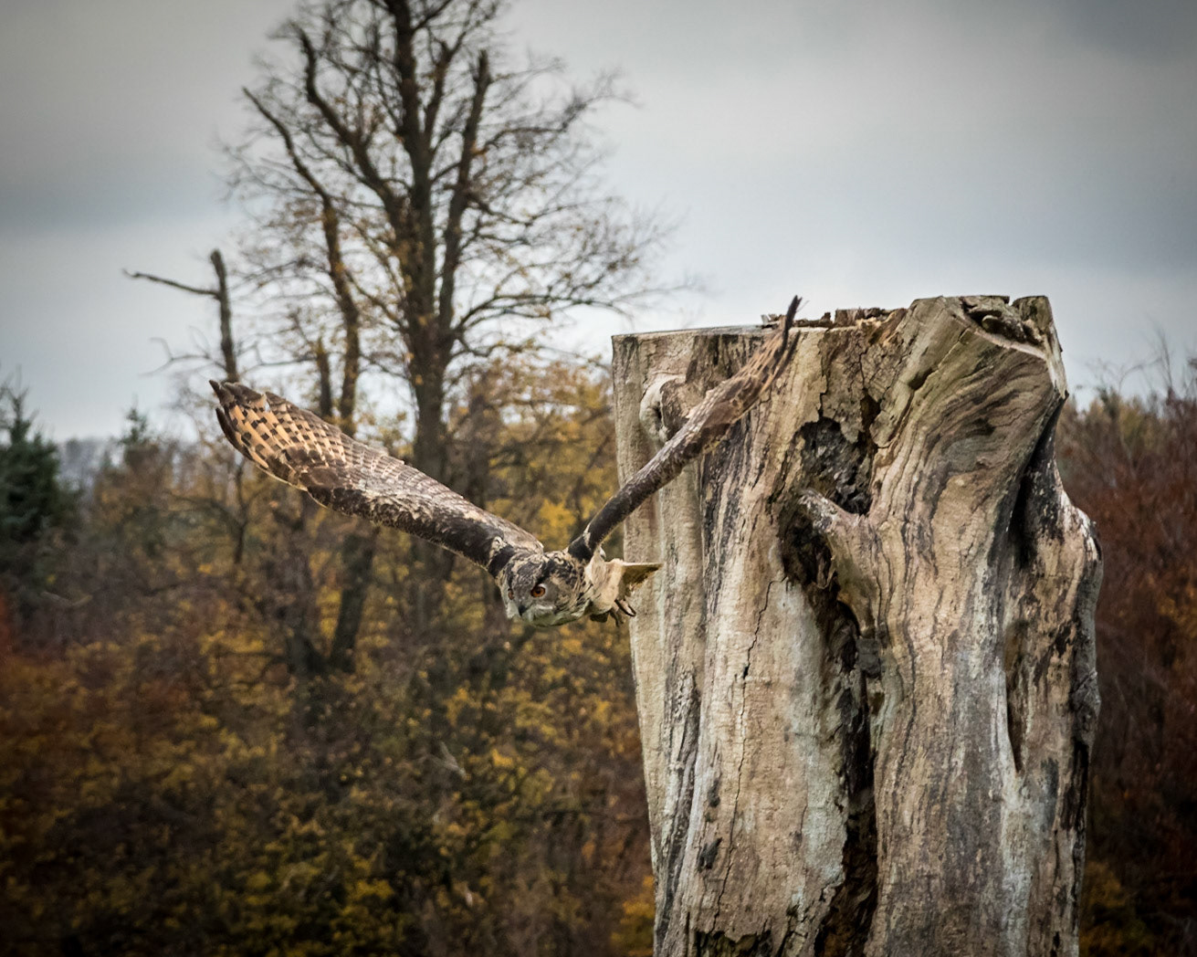 Eurasian Owl in the flying ground