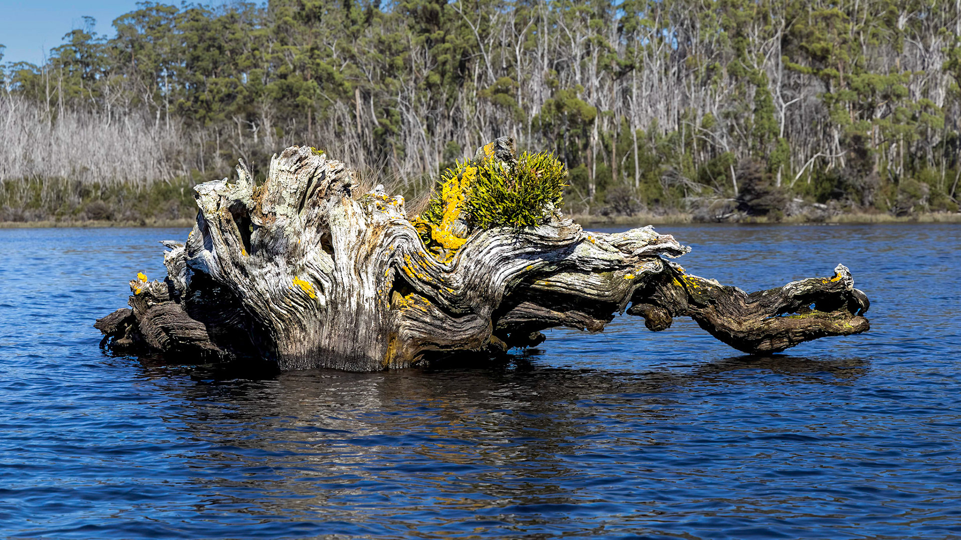 Ancient Huon Pine tree trunk in the Davey River.