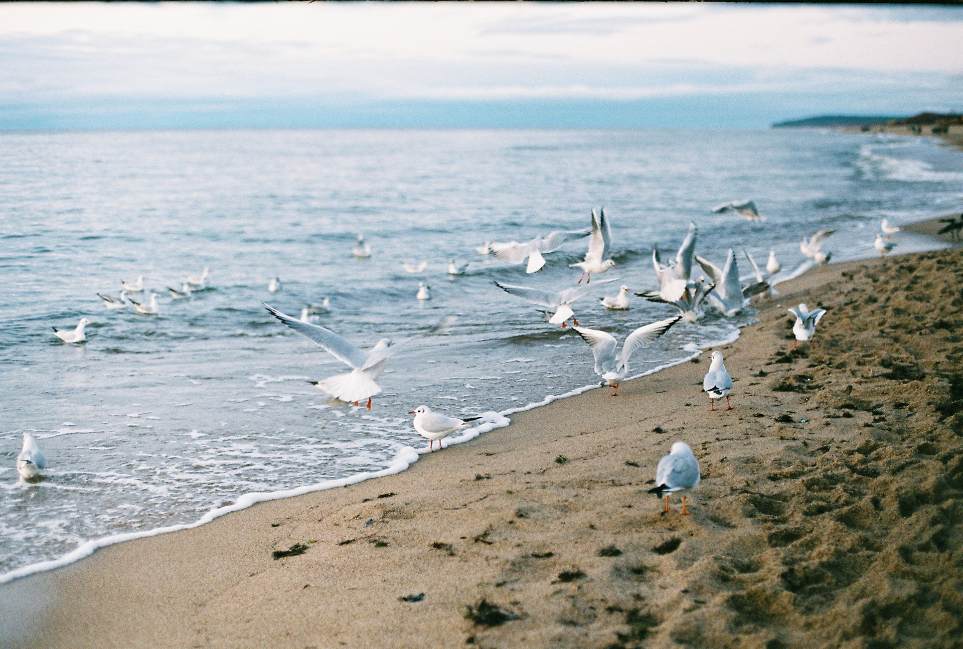 melnragė | zenit 11 | zenitar-m 50/1.7 | superia 400 | 2019