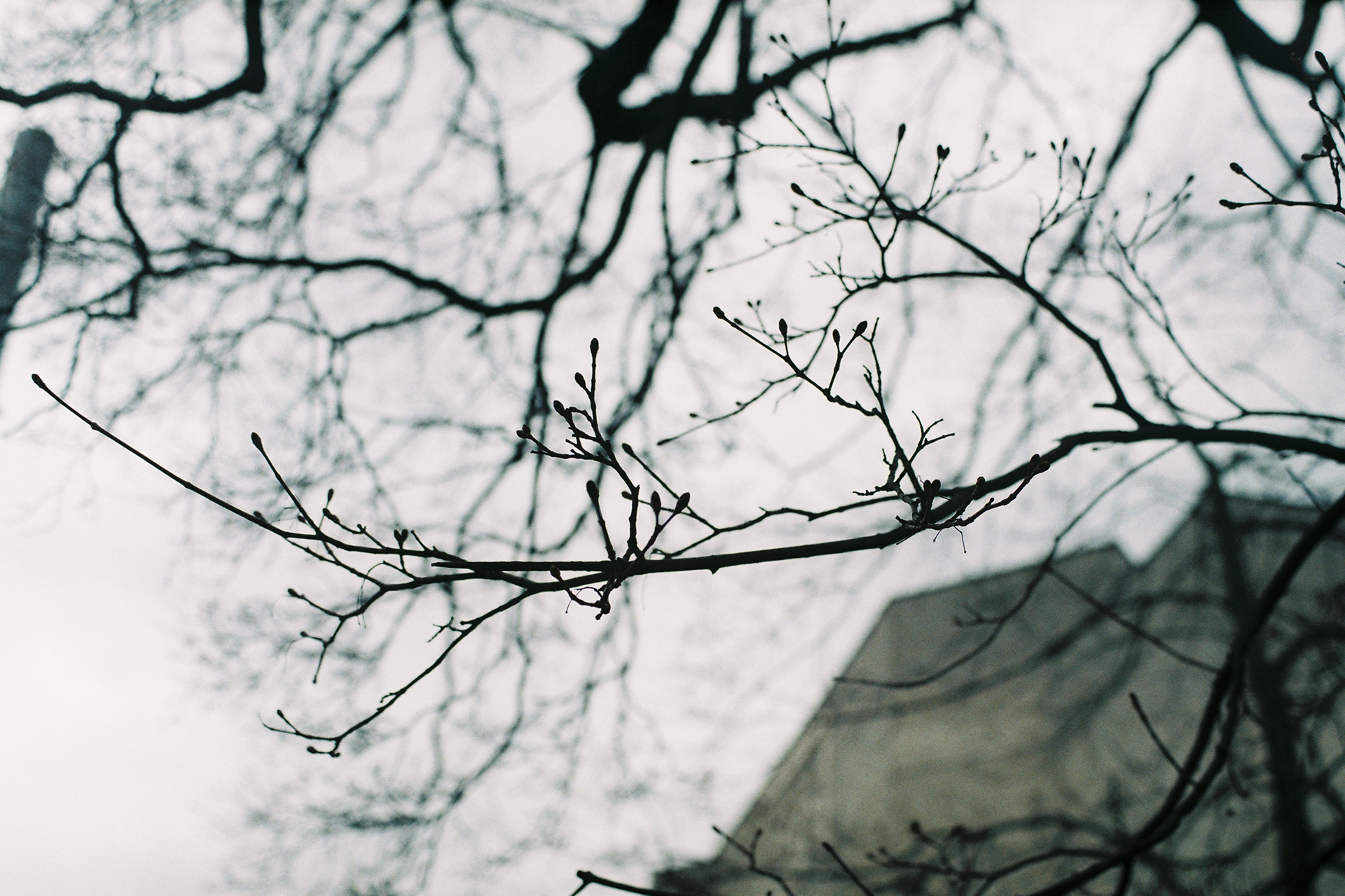 zenit 11 | fujicolor c200 | 2019