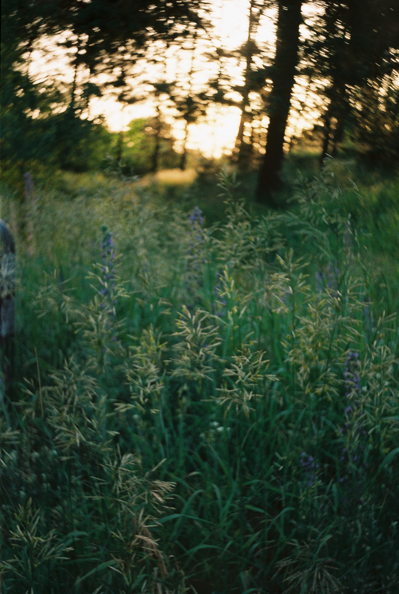klaipėda | smena-8m | kodak colorplus 200 | 2019