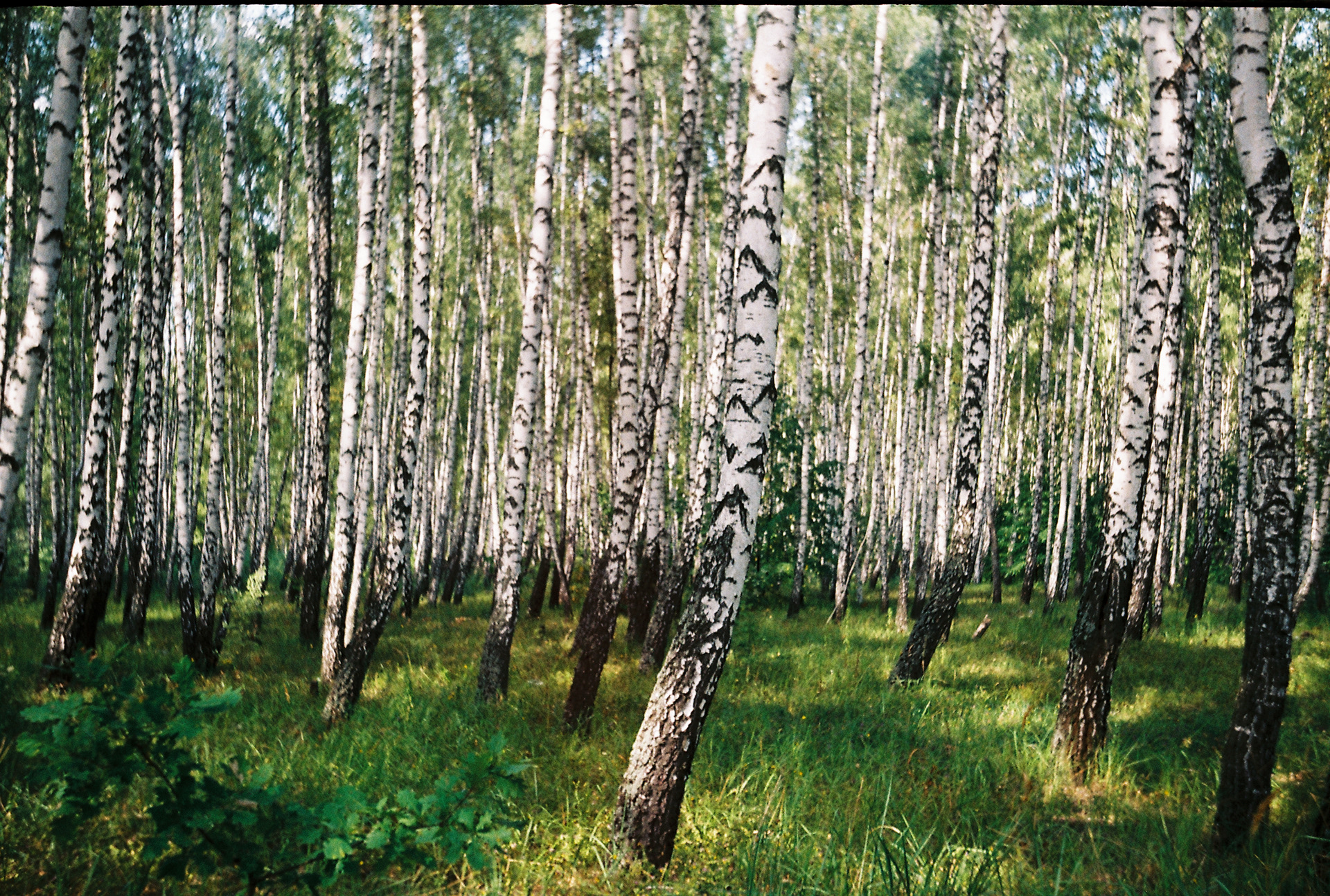 kyiv | smena-8m | fujicolor c200 | 2019