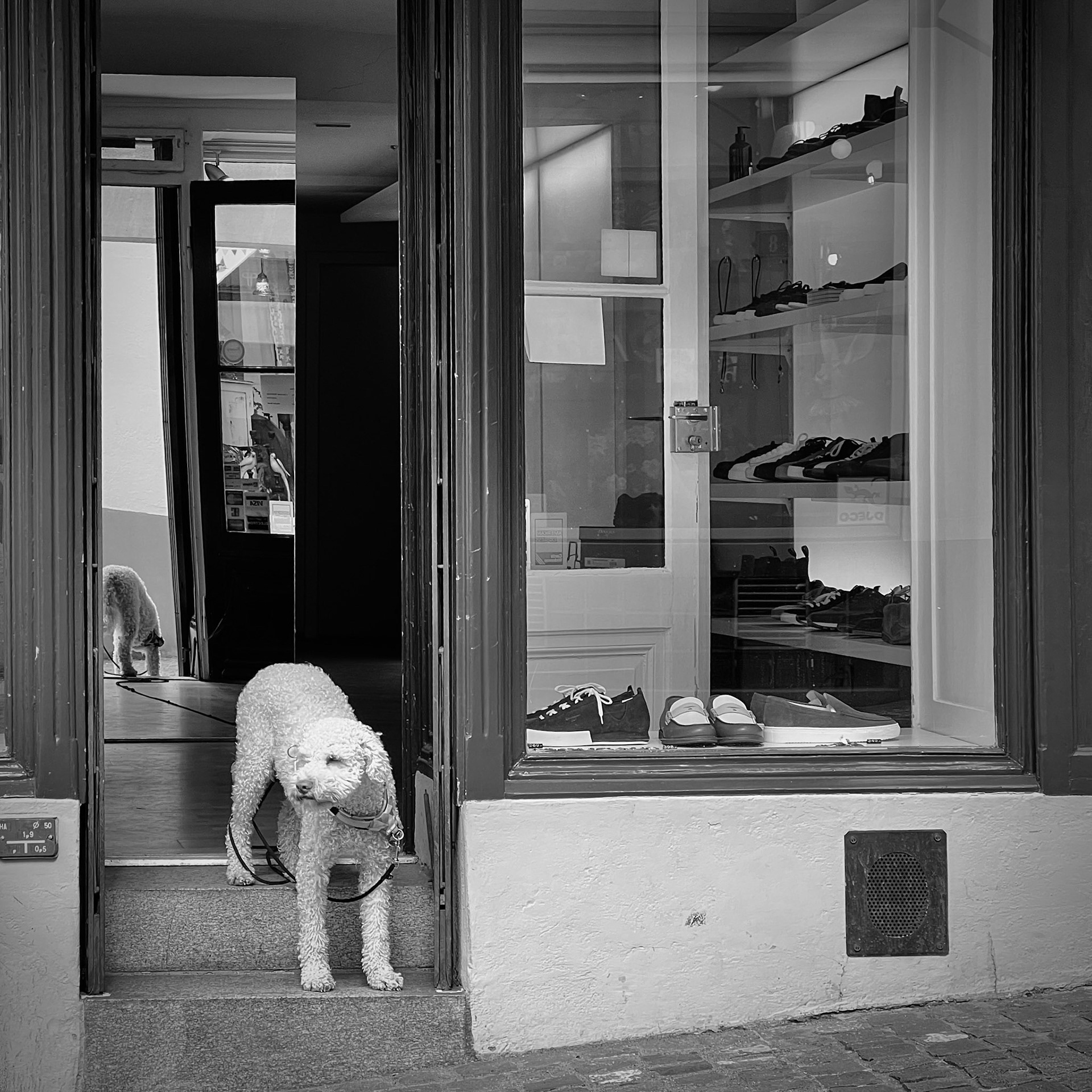 Dog. Old Town. Zurich.