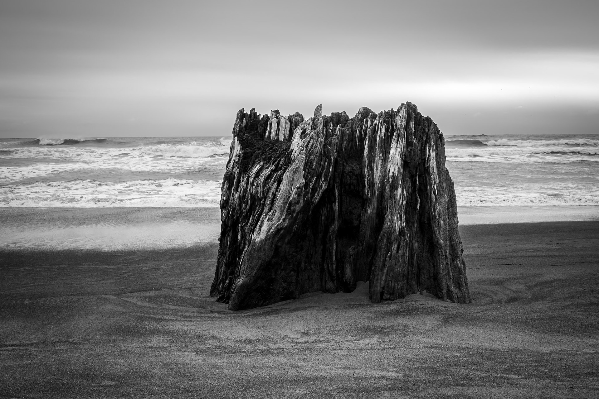 Vertical Stump. First Beach. La Push. 