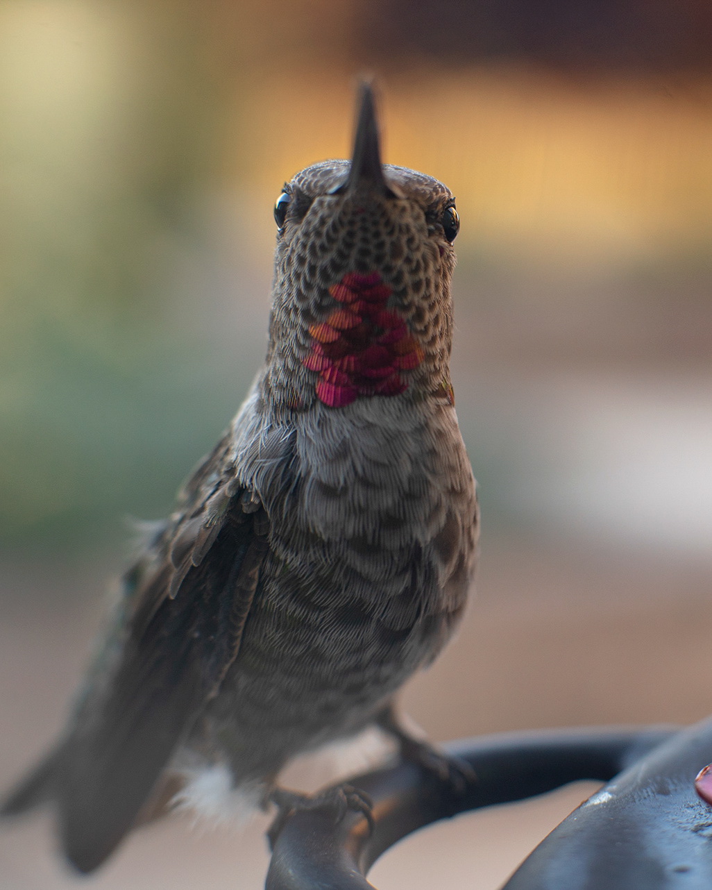 Sony α7S II, Minolta 50mm 1.4 