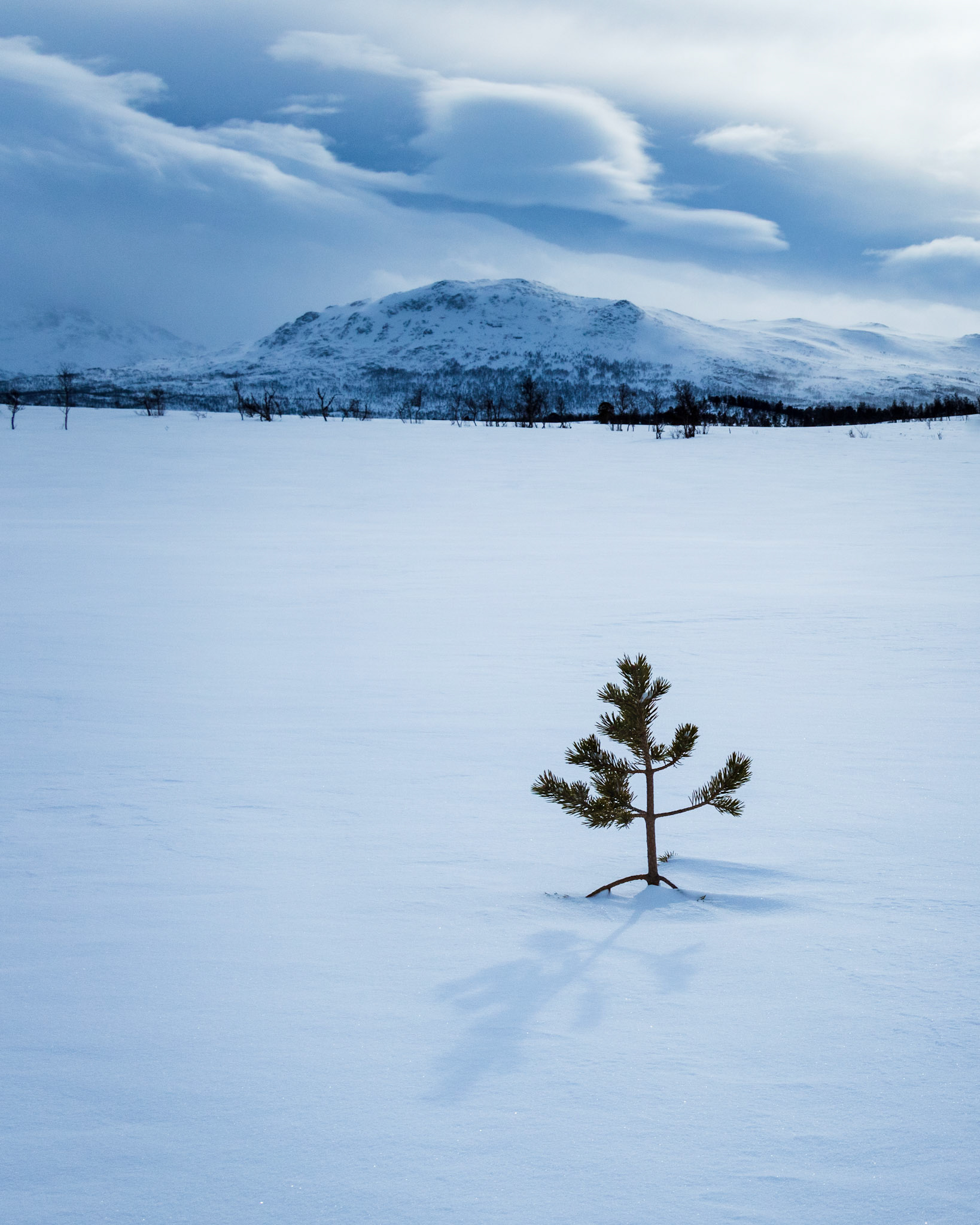 On one of the many snow covered slopes in Trollheimen I found this lonely young pine longing for its friends.
