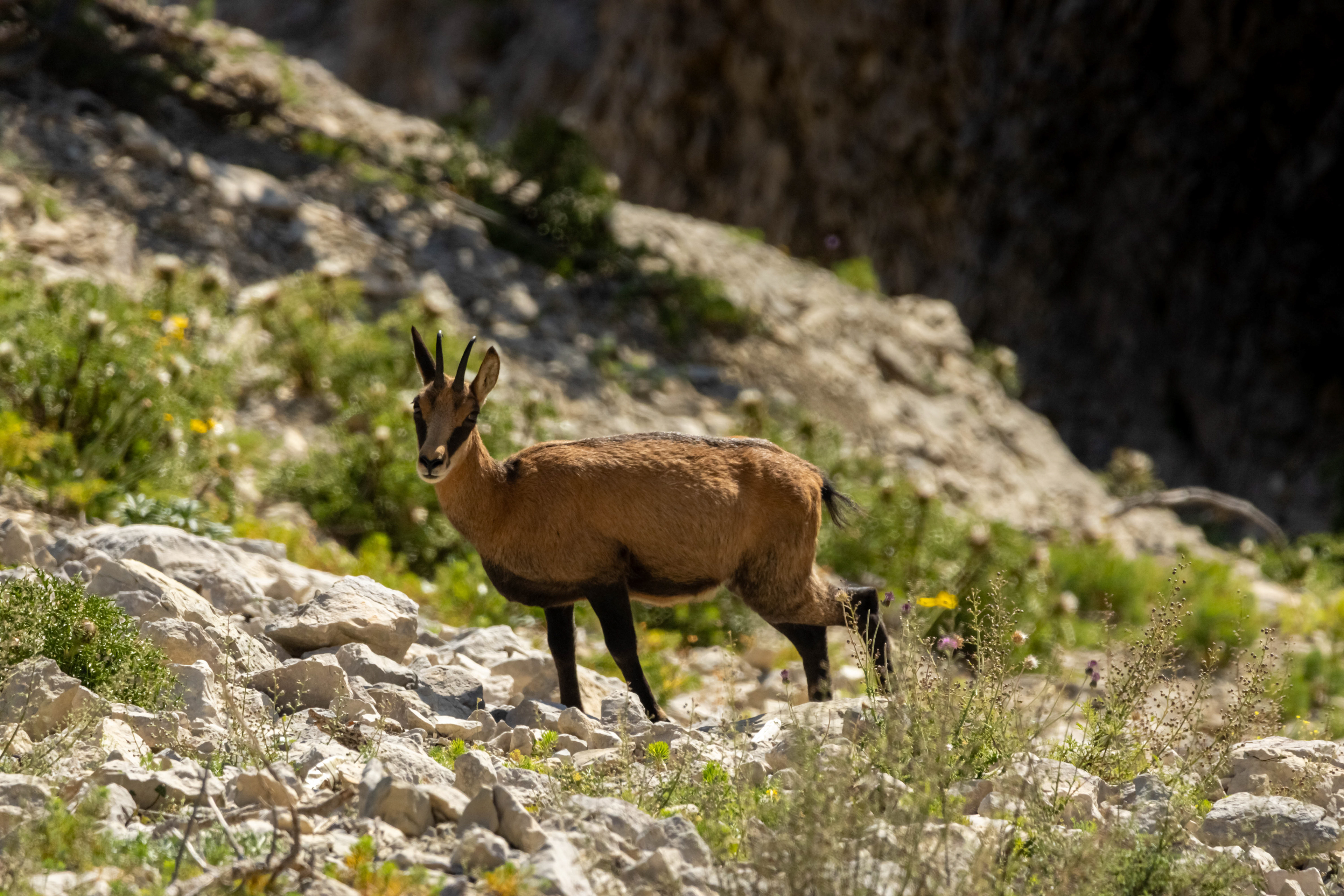 Chamois