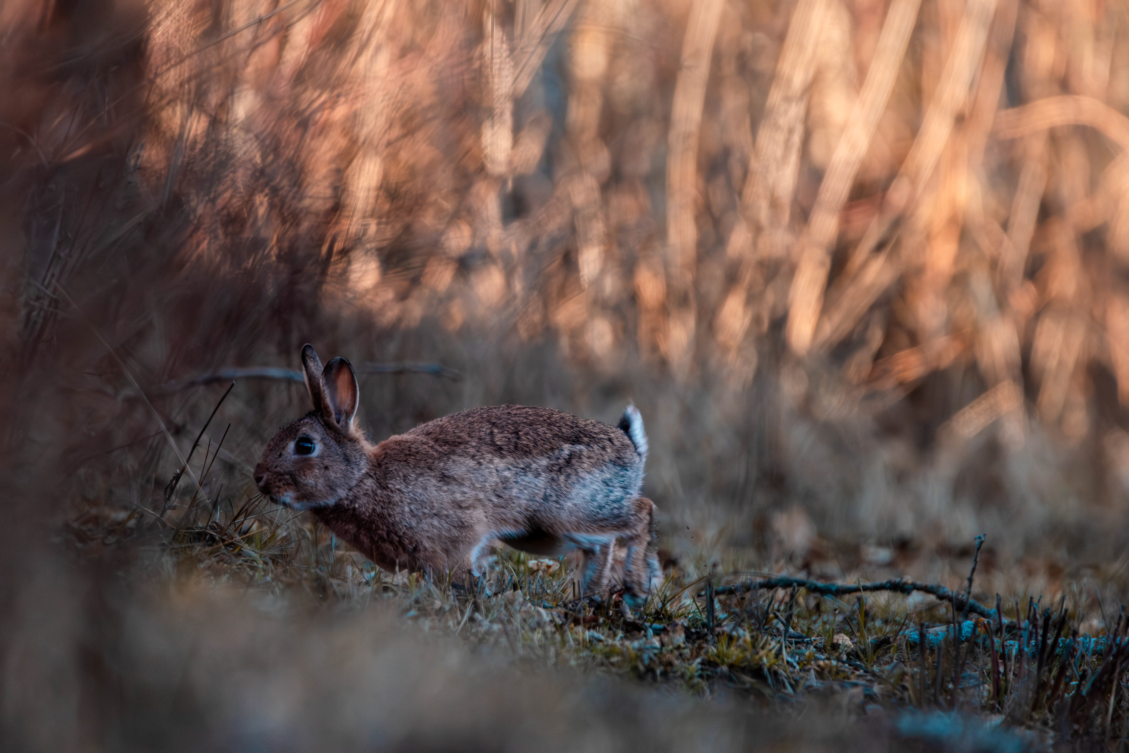 Lapin