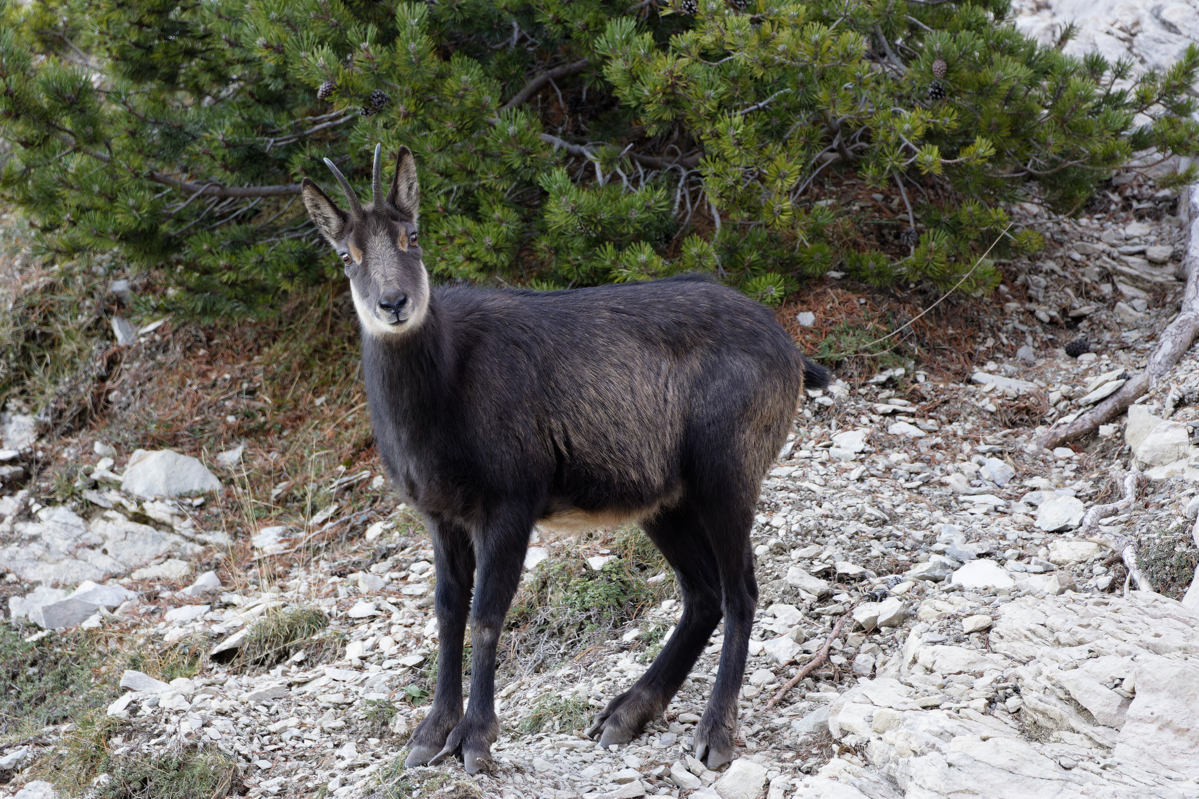 Chamois