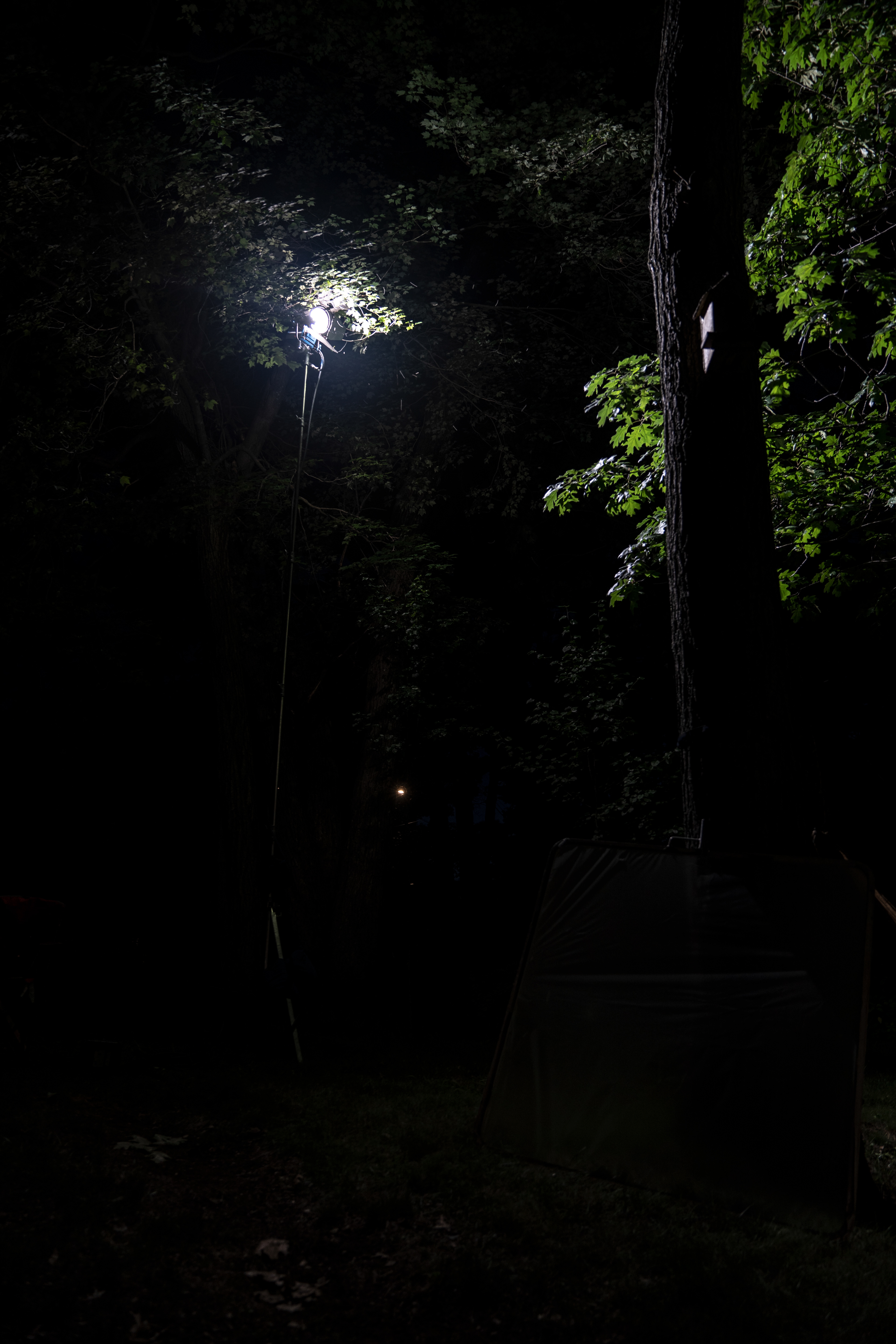 In The Company of Crows