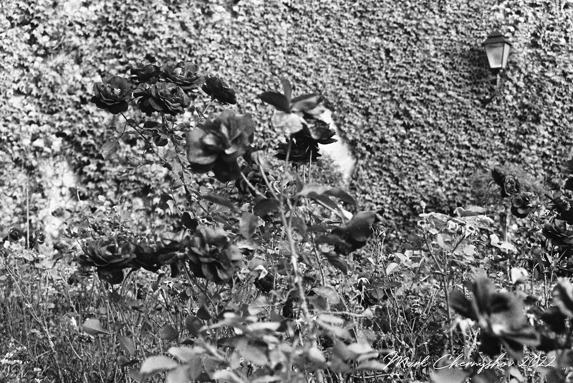 Mirabellgarten, Salzburg, Austria