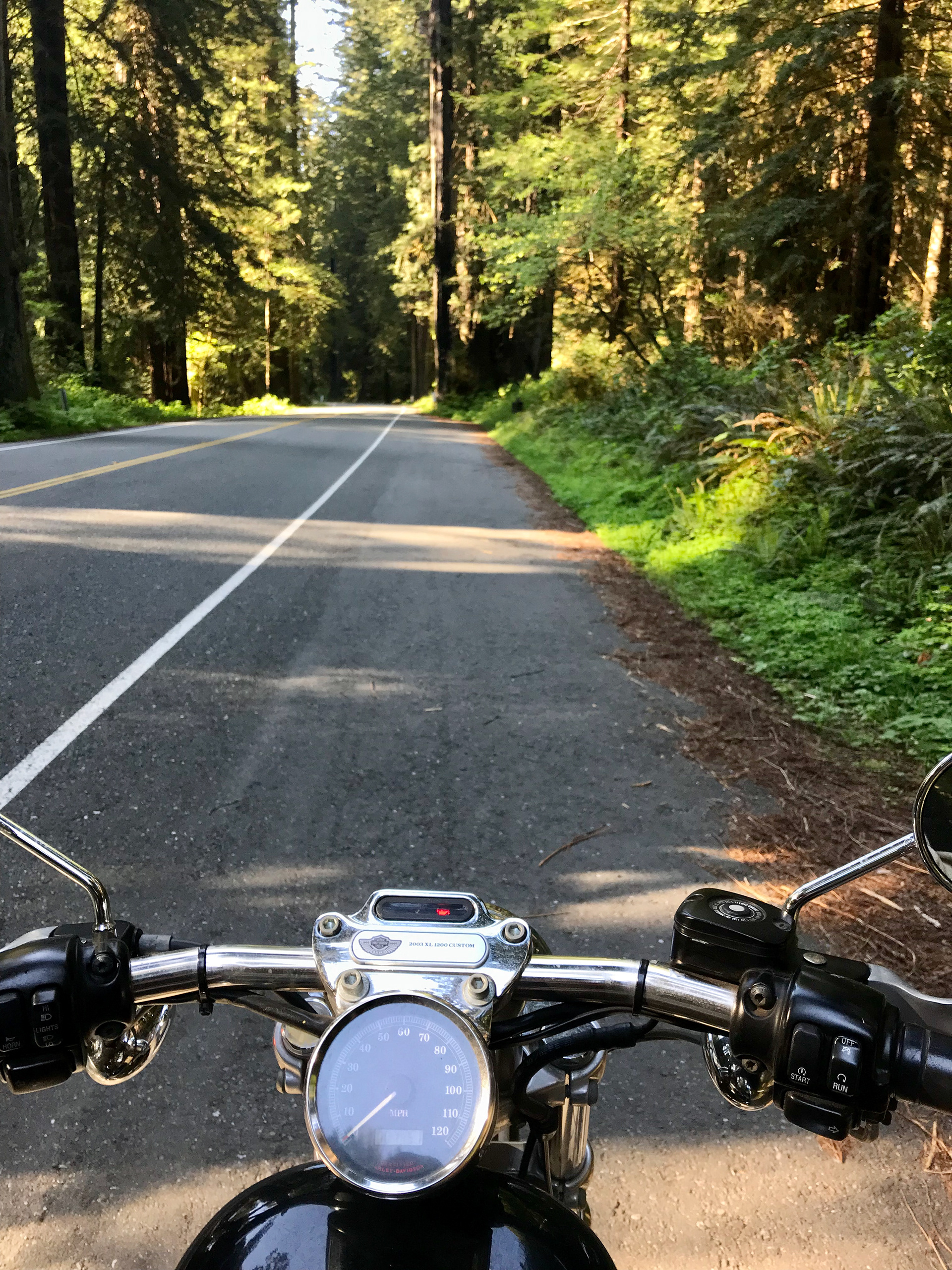 Avenue of the Giants