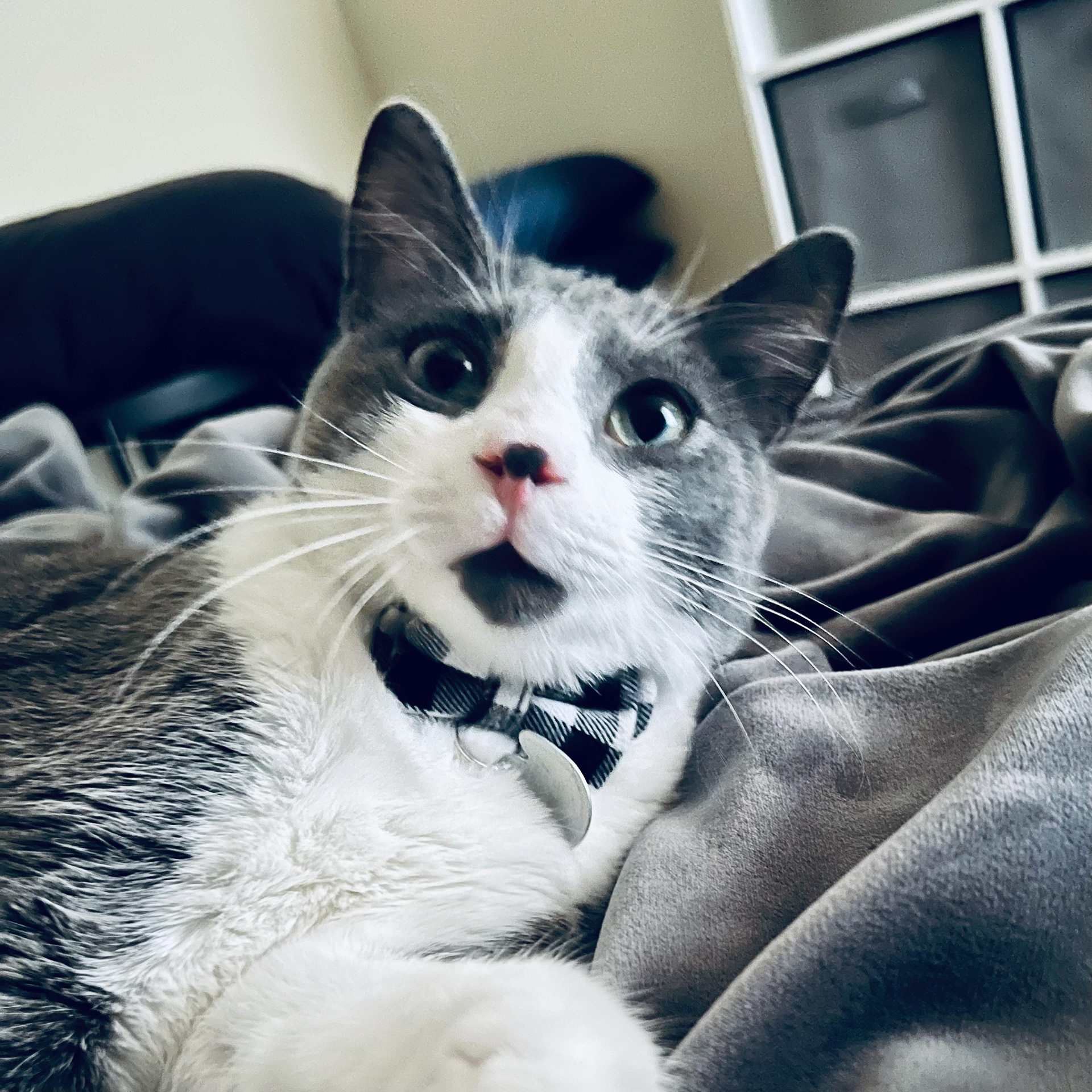This is Pierce—such a distinguished gentleman.