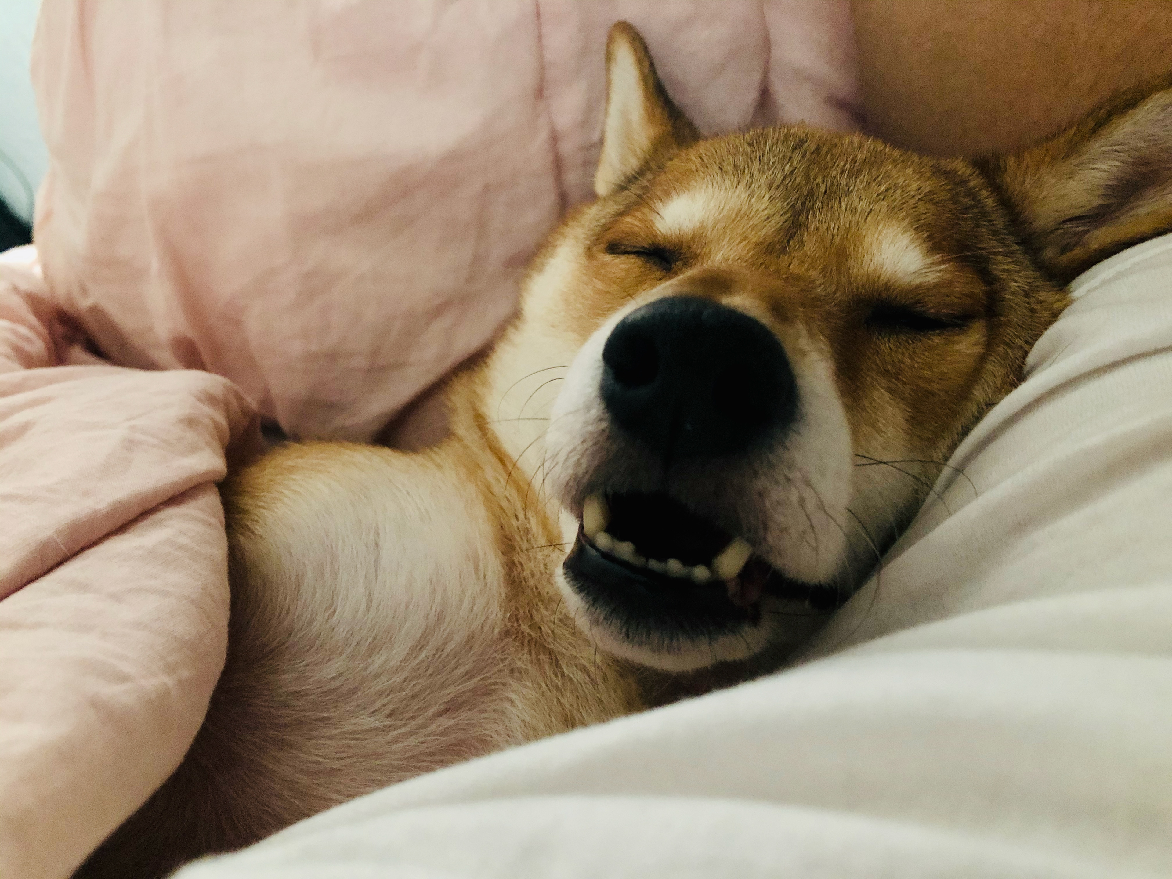 Citrine getting her beauty sleep.