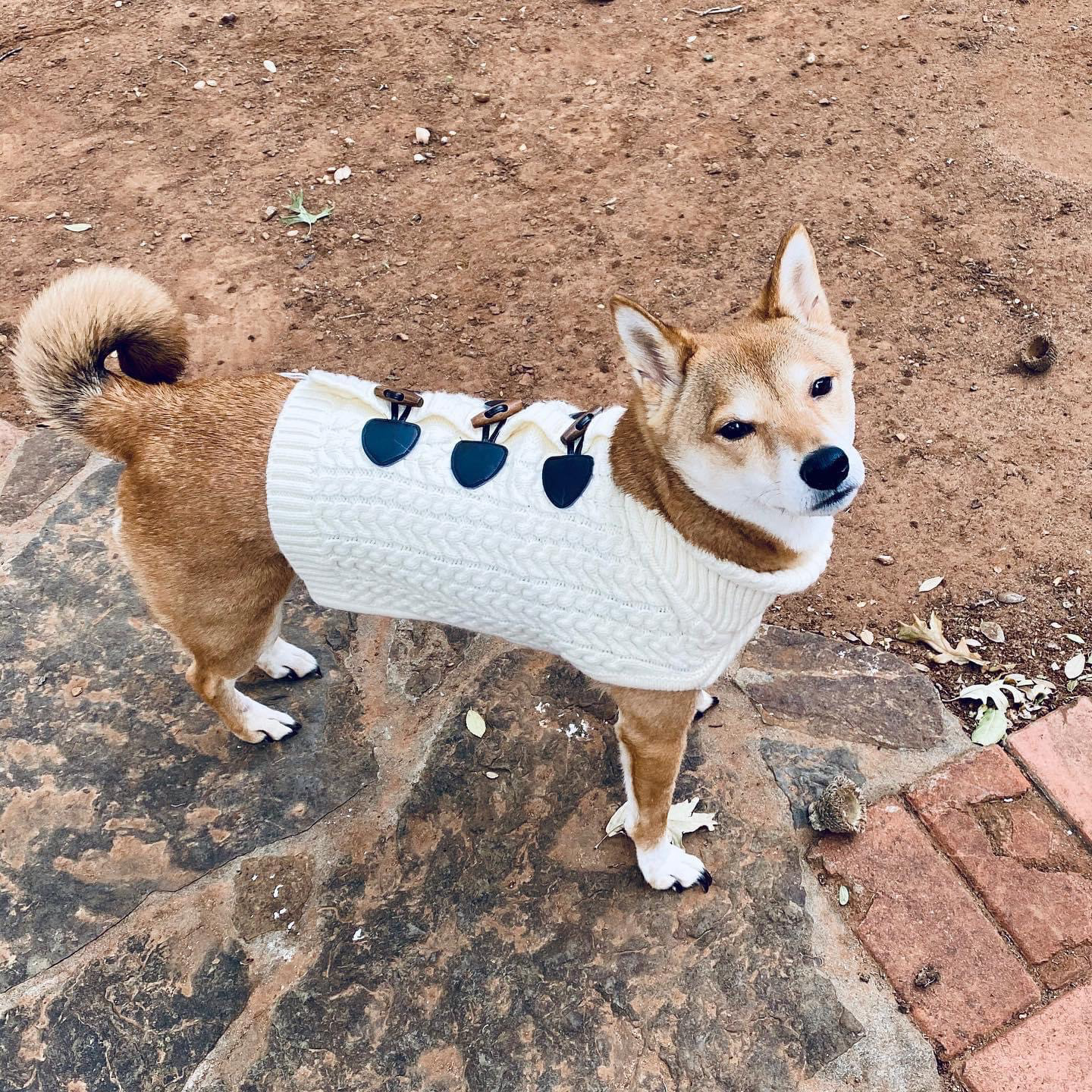 Better photo of Citrine, THE Shiba Inu of all Shiba Inus.