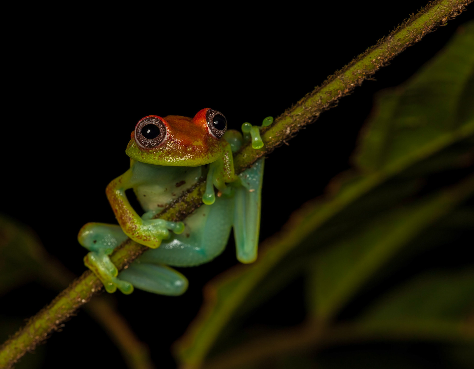 Tree Frog Amazon