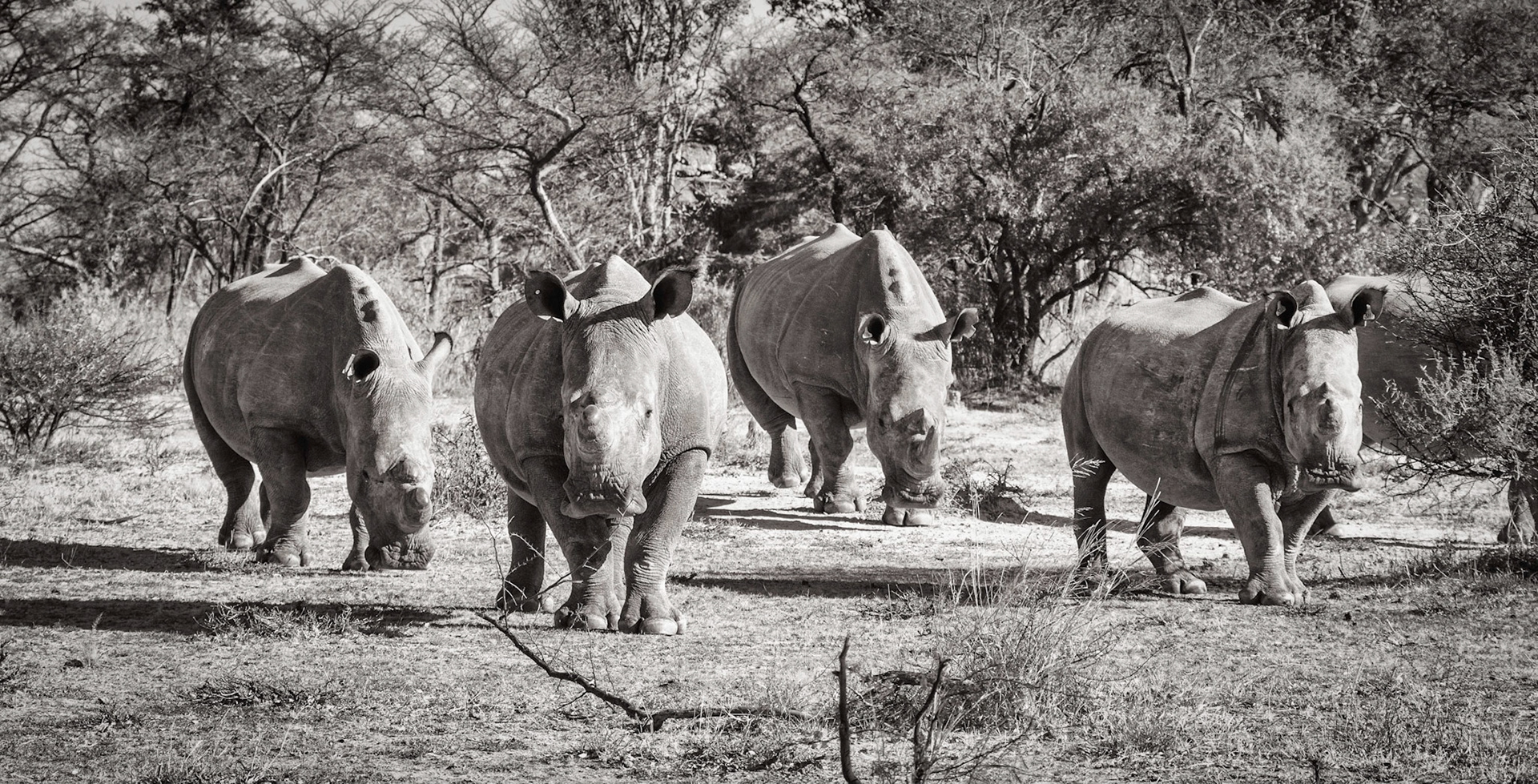 Walking with Rhinos Zimbabwe