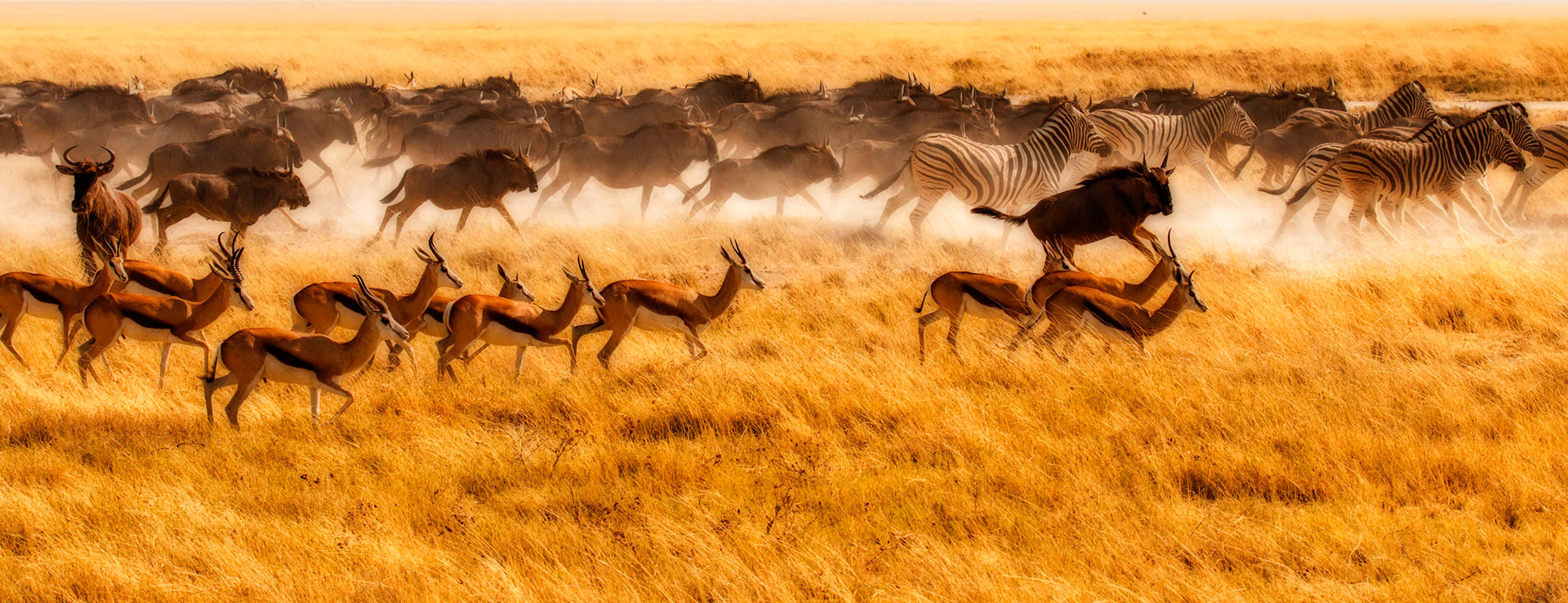 Stampede Etosha National Park