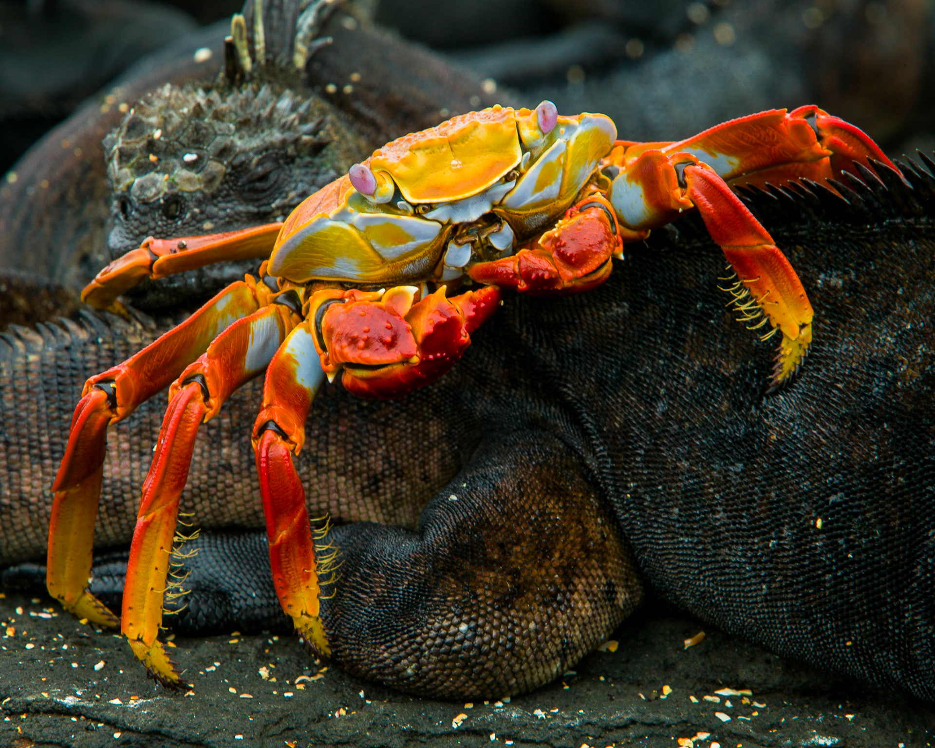 Sally Lightfoot Crab Galapagos