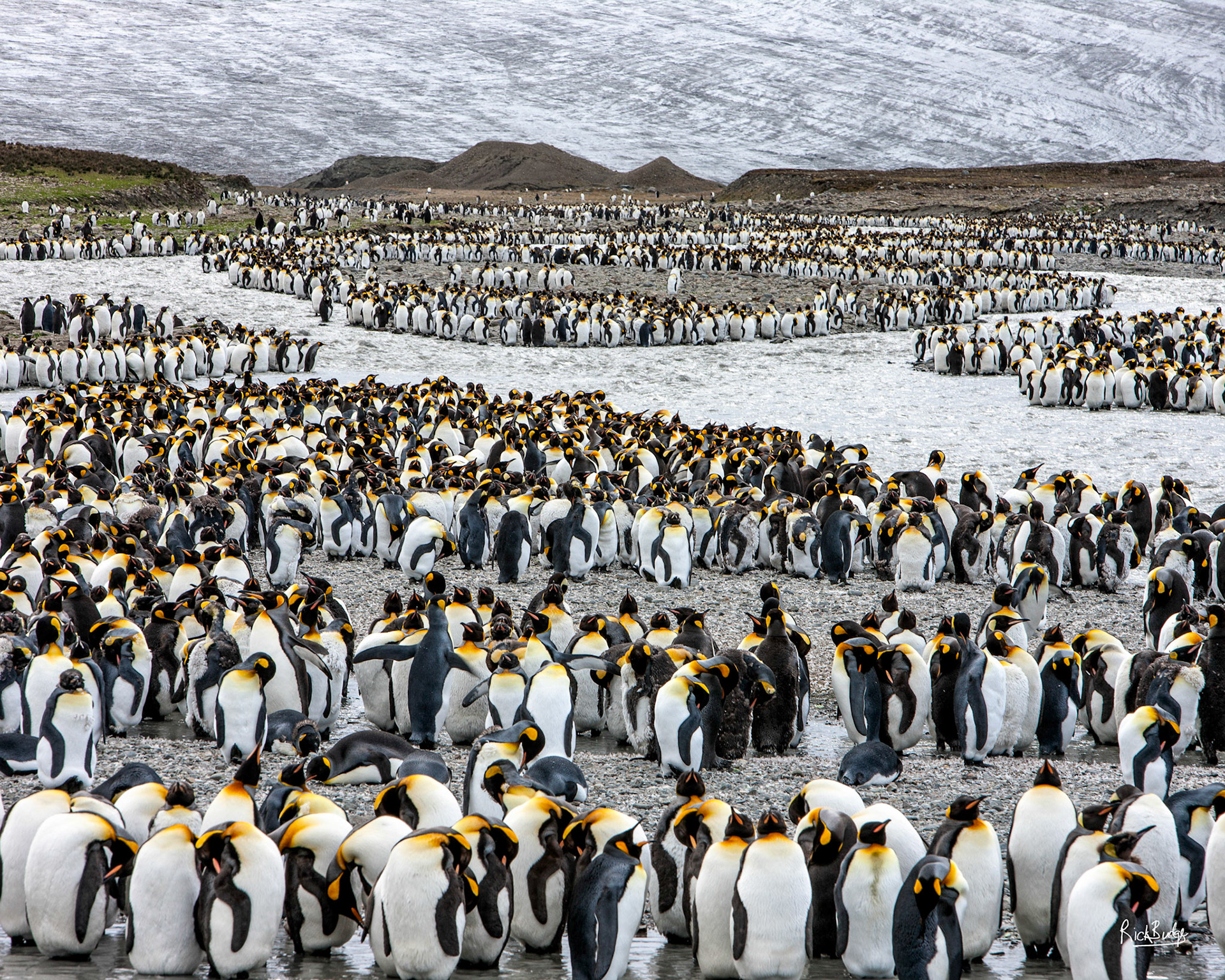 King Penguins South Georgia