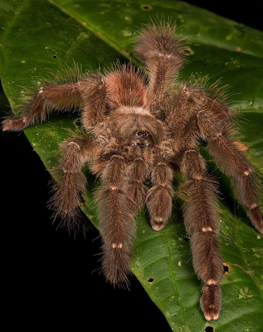 Tarantula 10 image stack