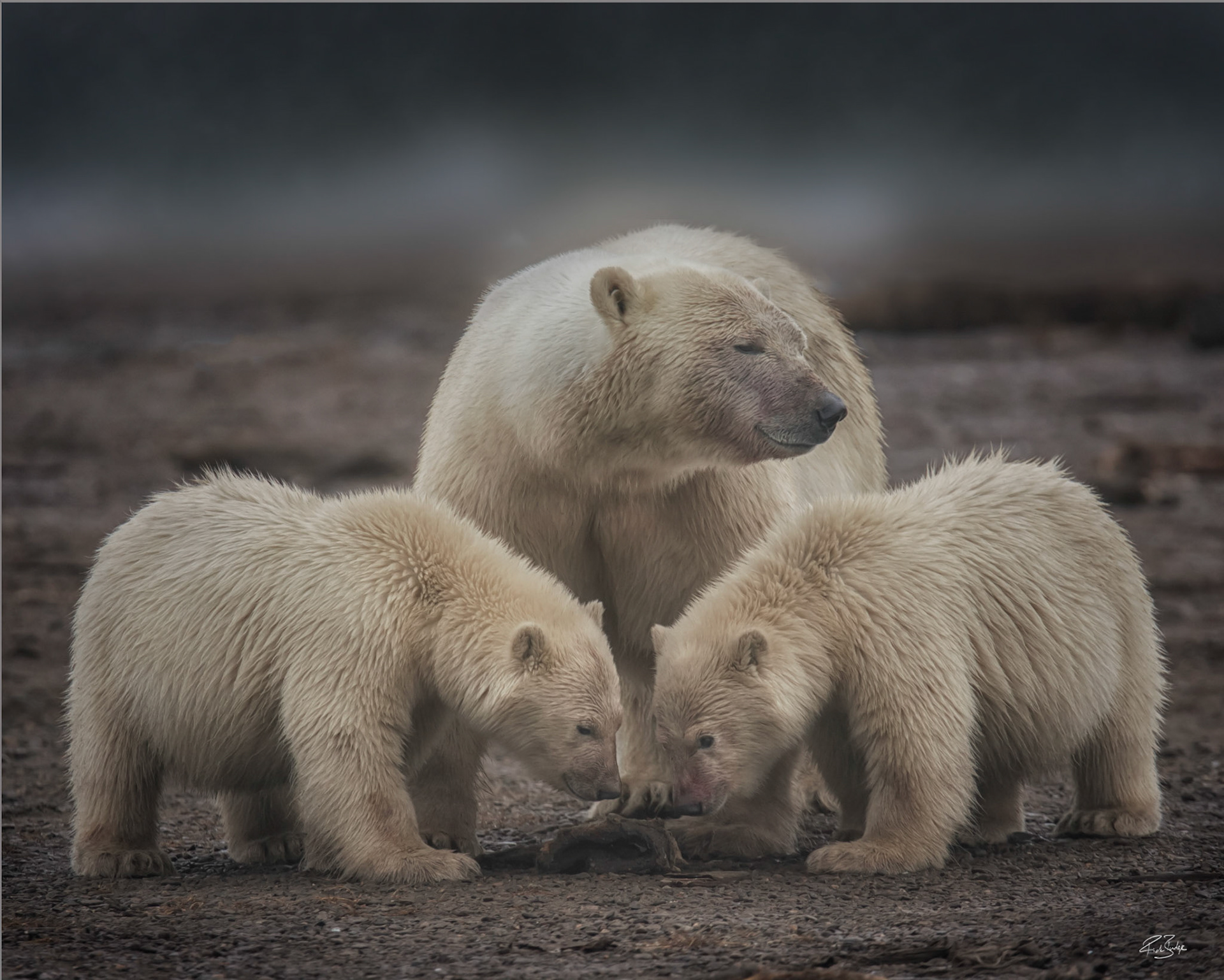 Mum and Cubs Kaktovik Alaska