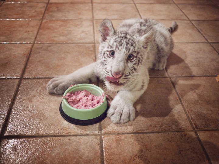 Saber the Baby White Tiger