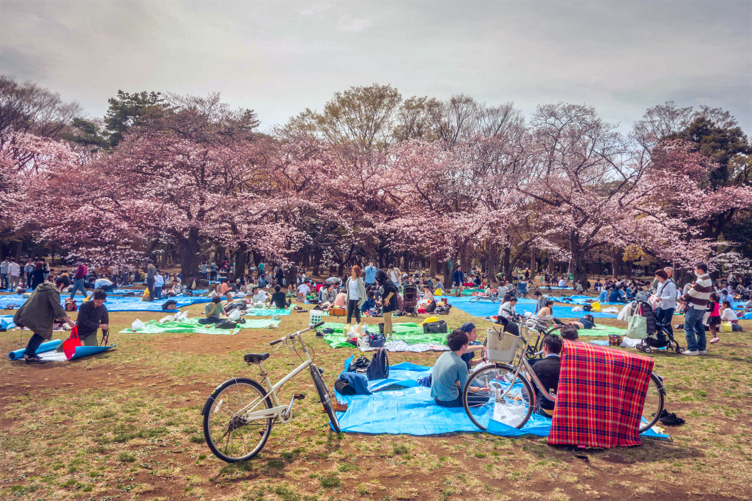 Yoyogi Park Cherry Blossoms