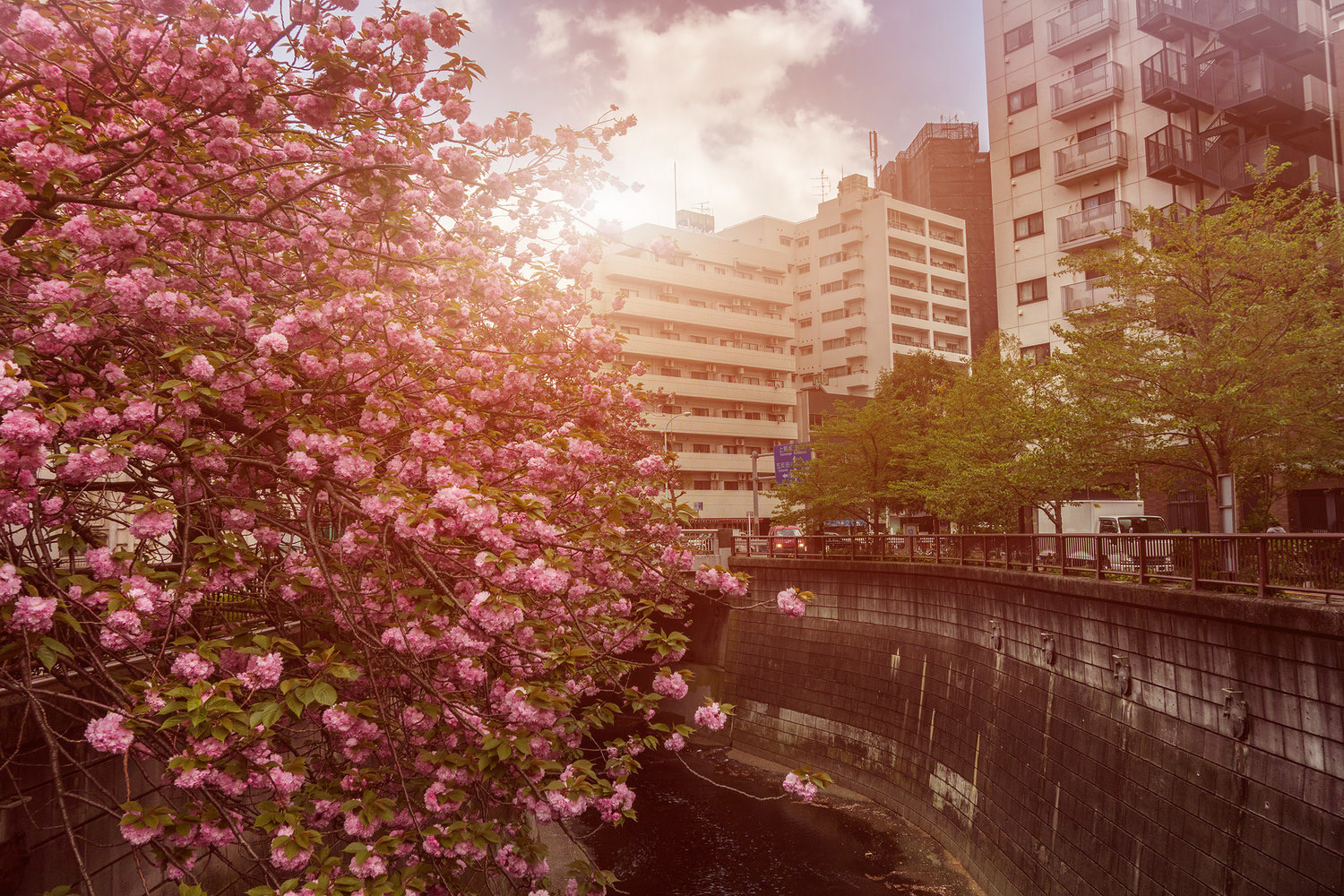 Nakameguro Cherry Blossoms