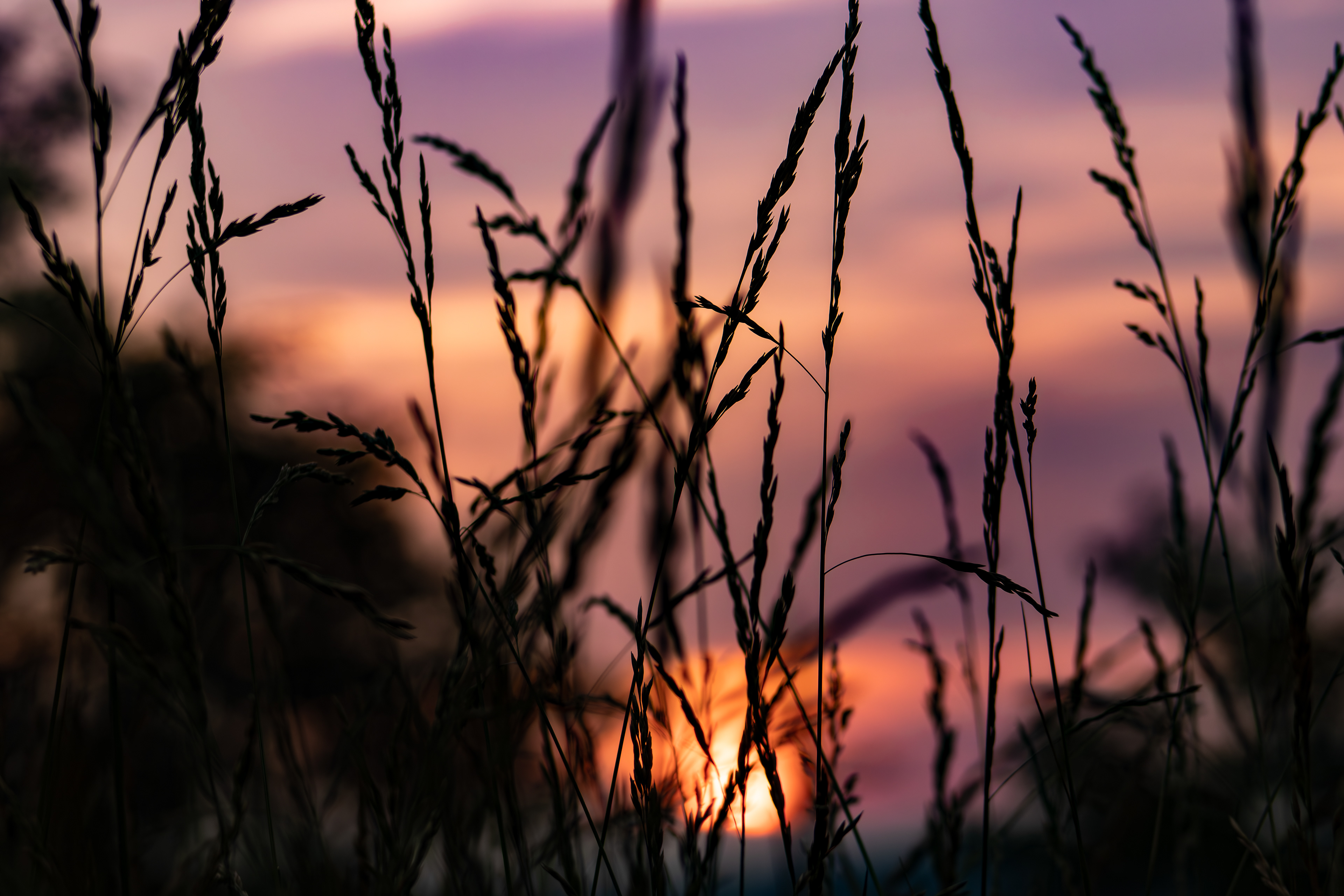 Sunset Through Field