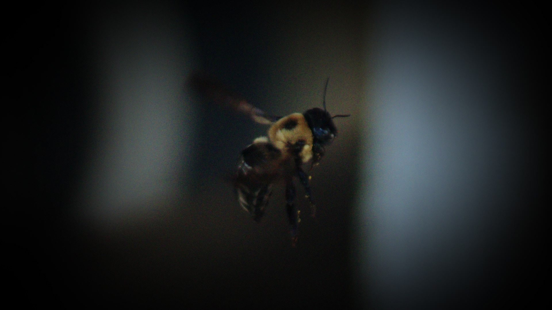 1st Macro