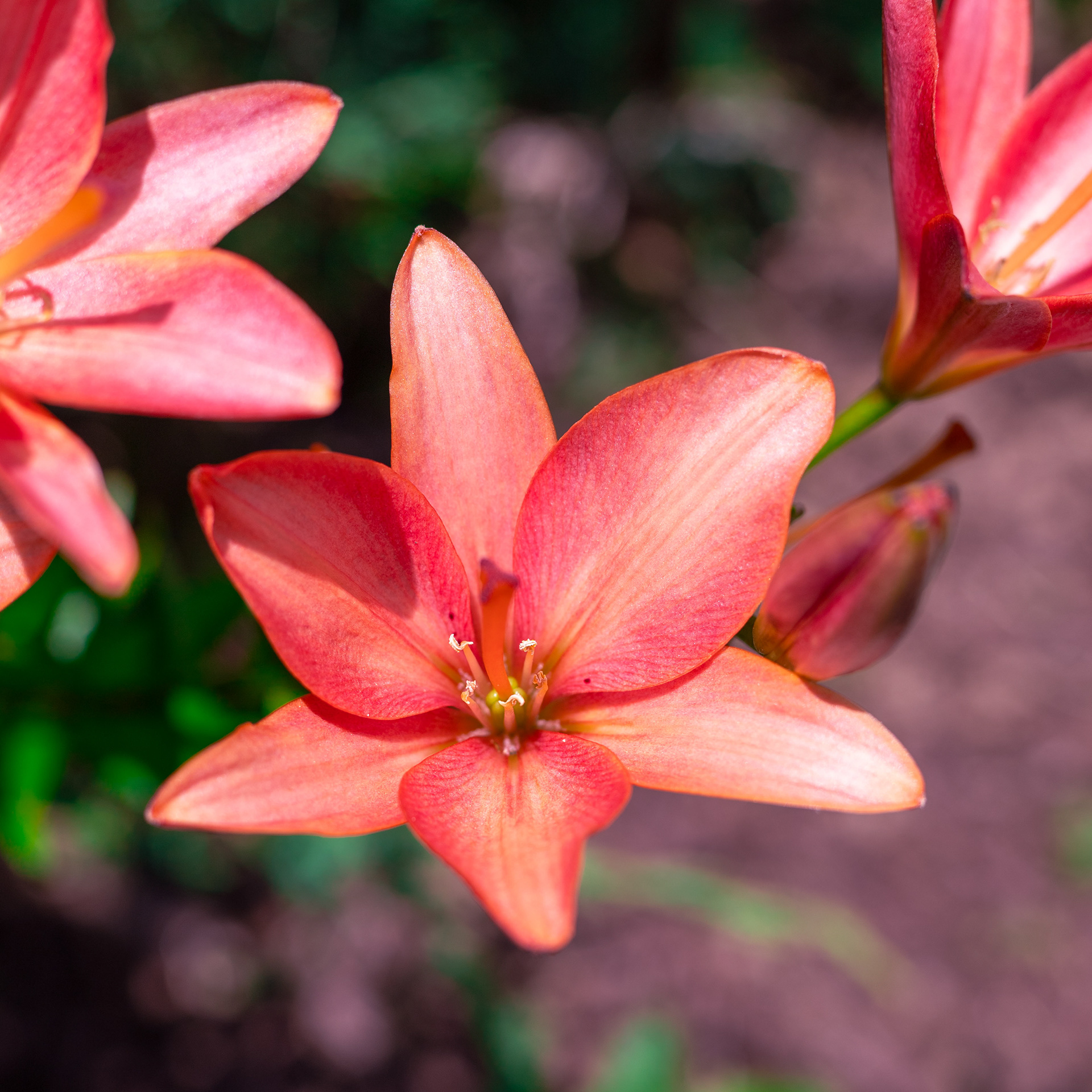 Pink Lily