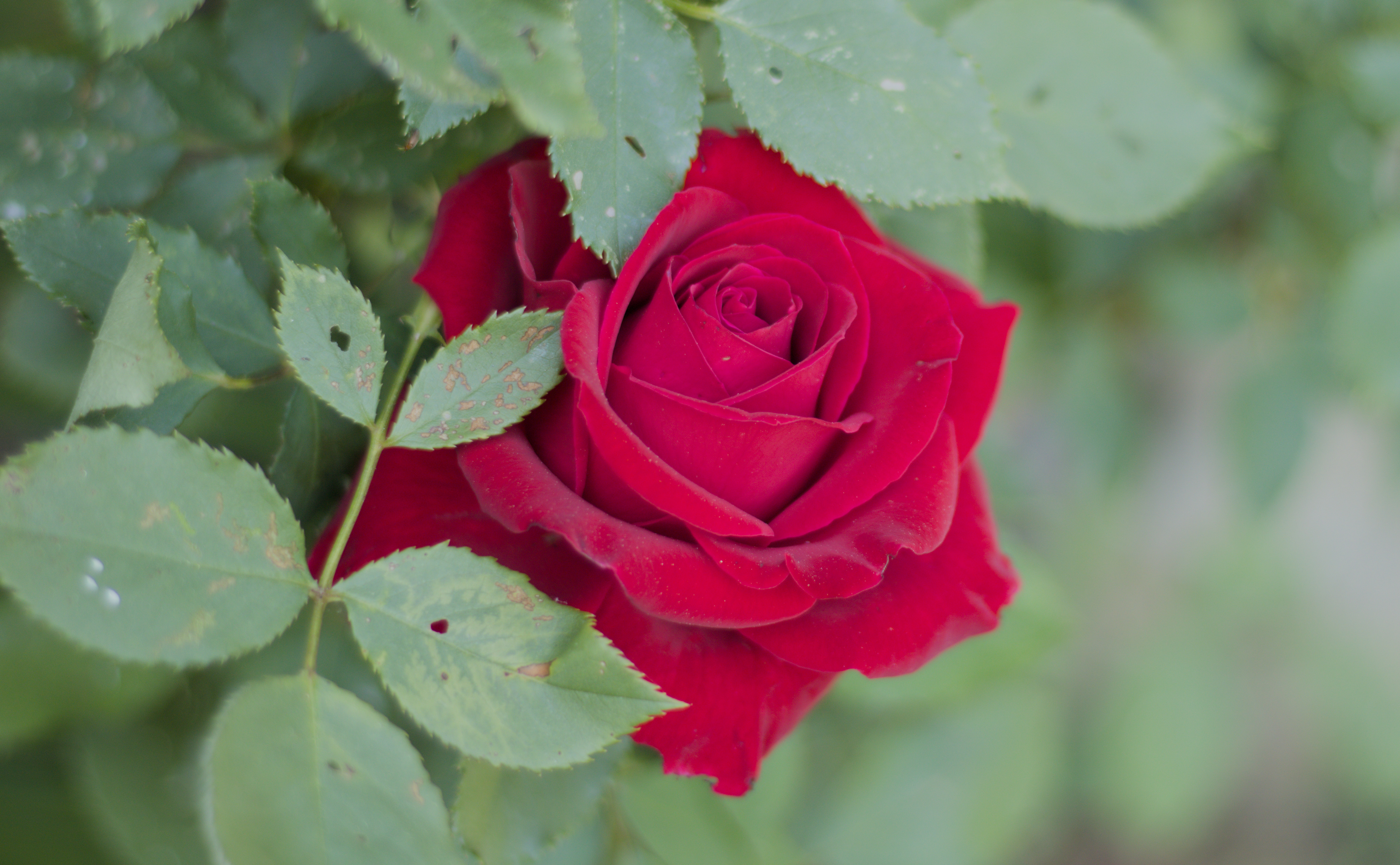 Bright Red Rose