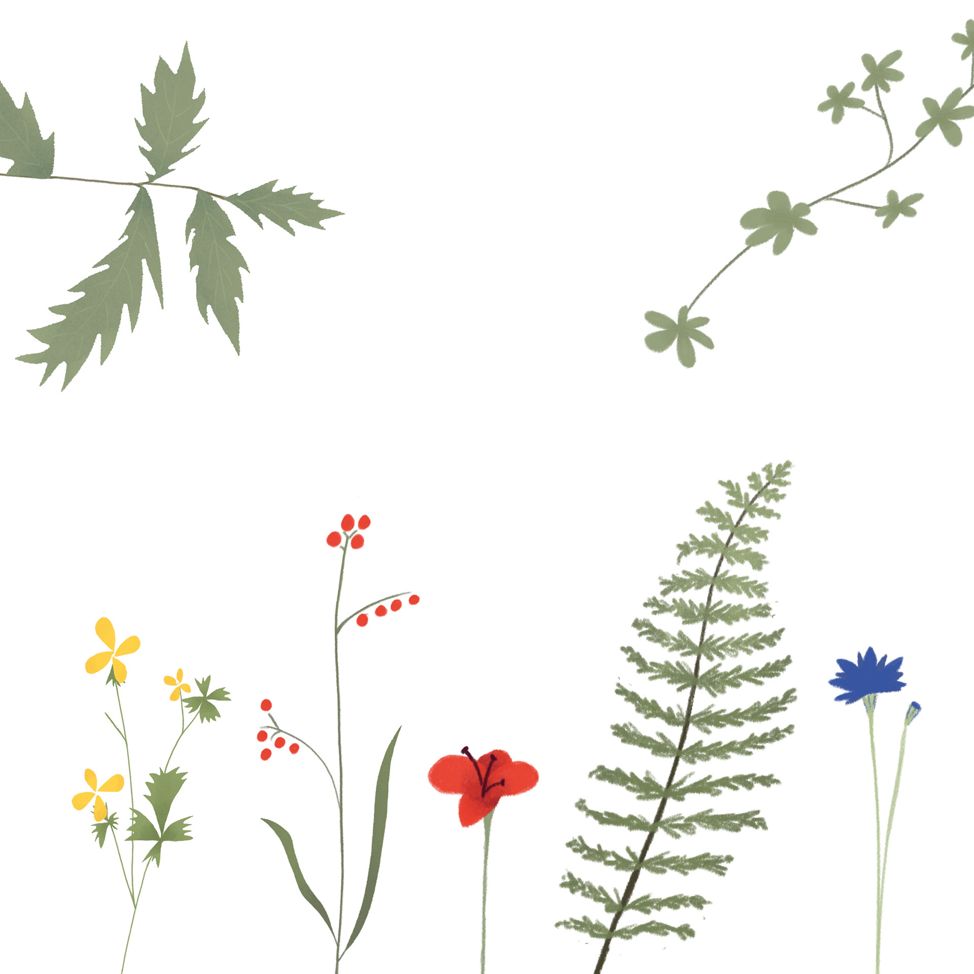 Blumen & Pflanzen