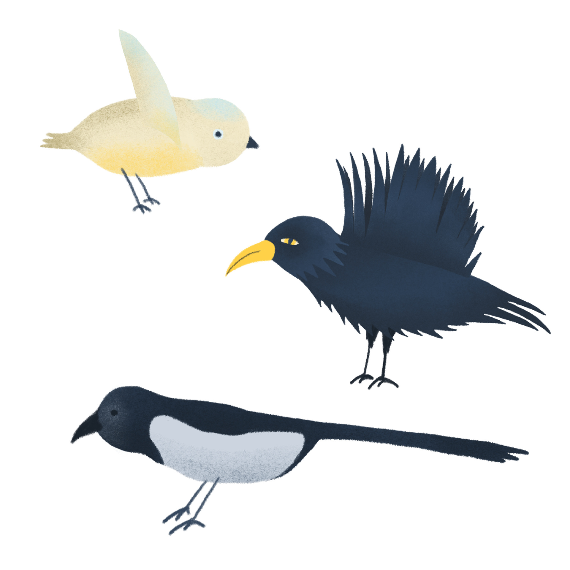 Vögel