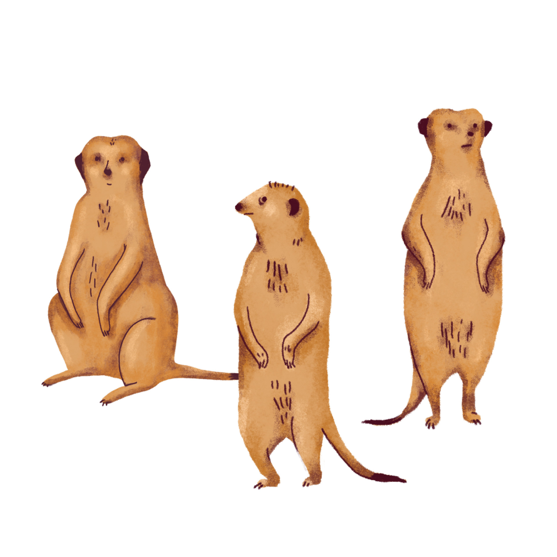 Erdmännchen