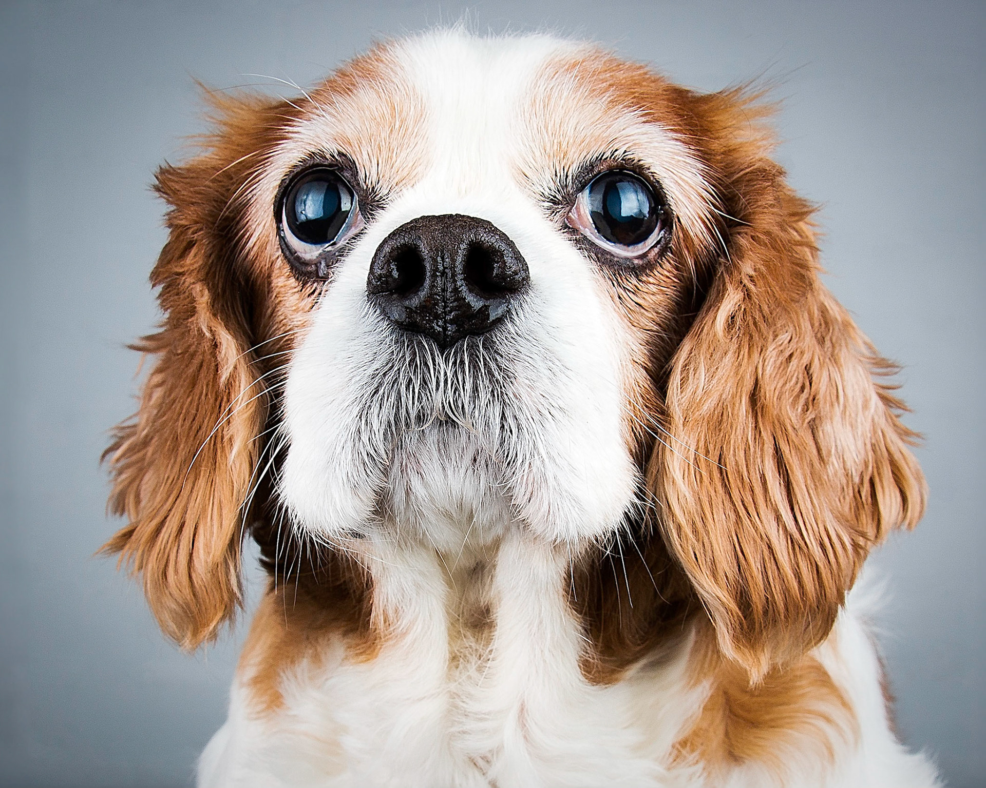 07_08_2016_dogs_79-Edit-Edit