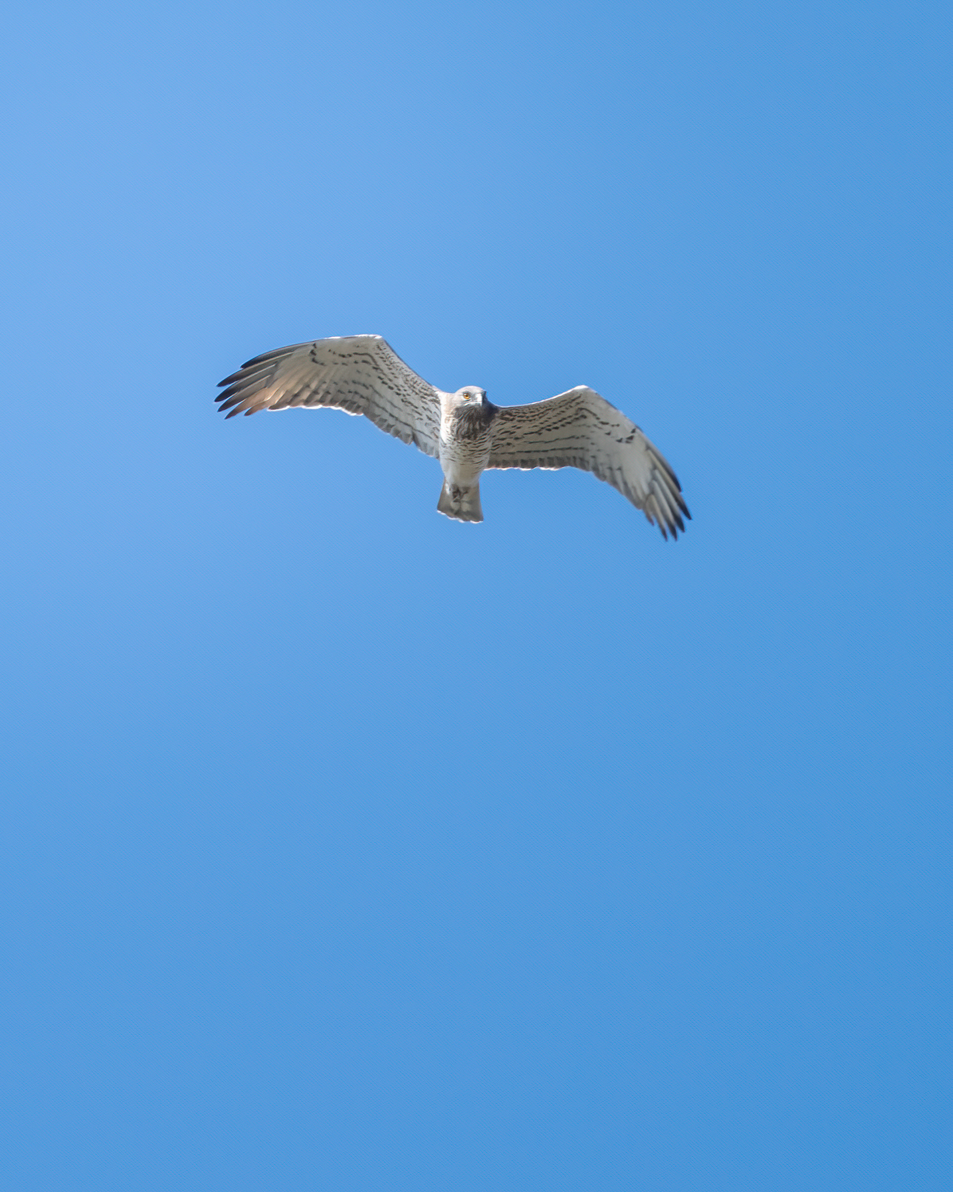 Short-toed Snake Eagle