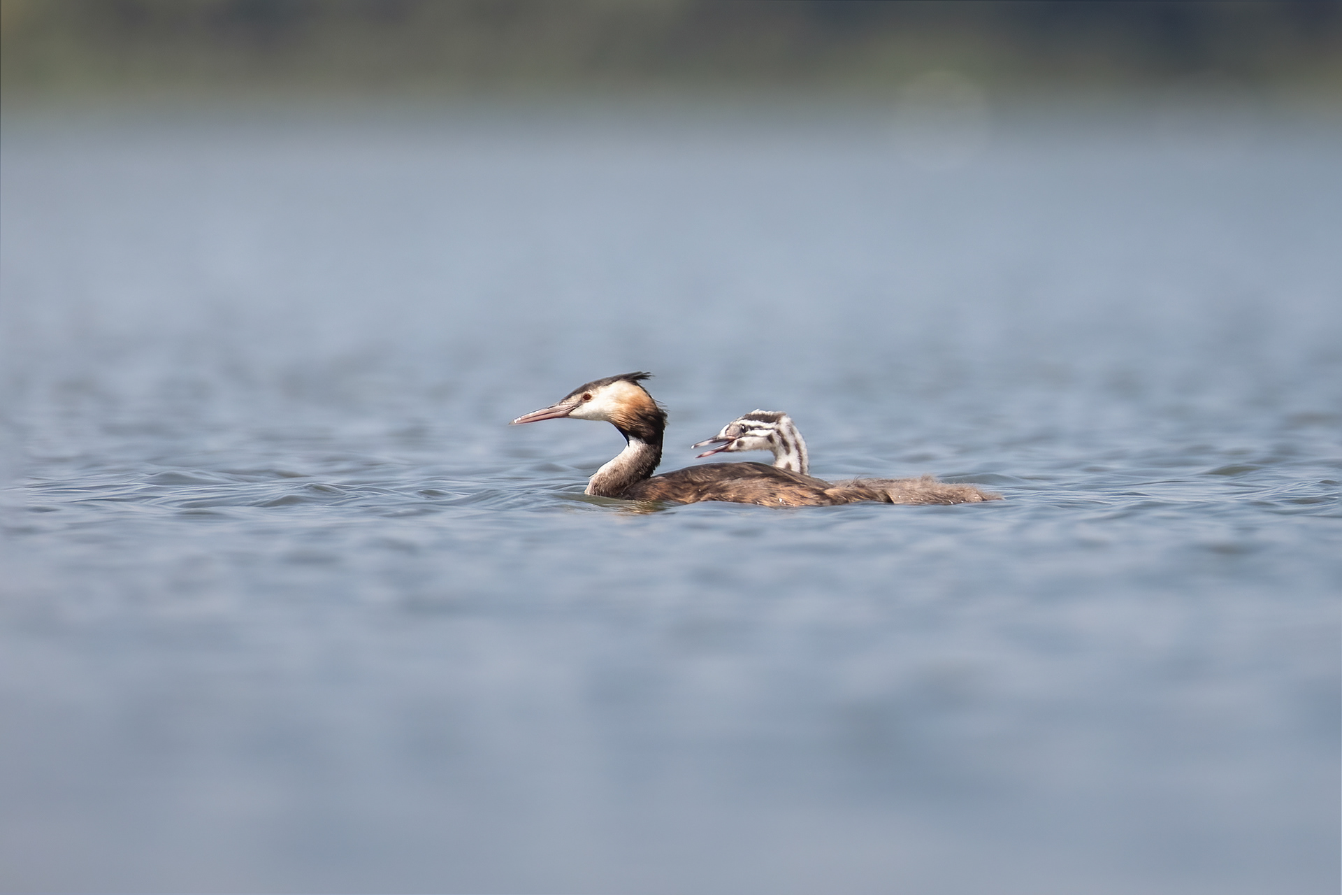 Great Crested Grebe