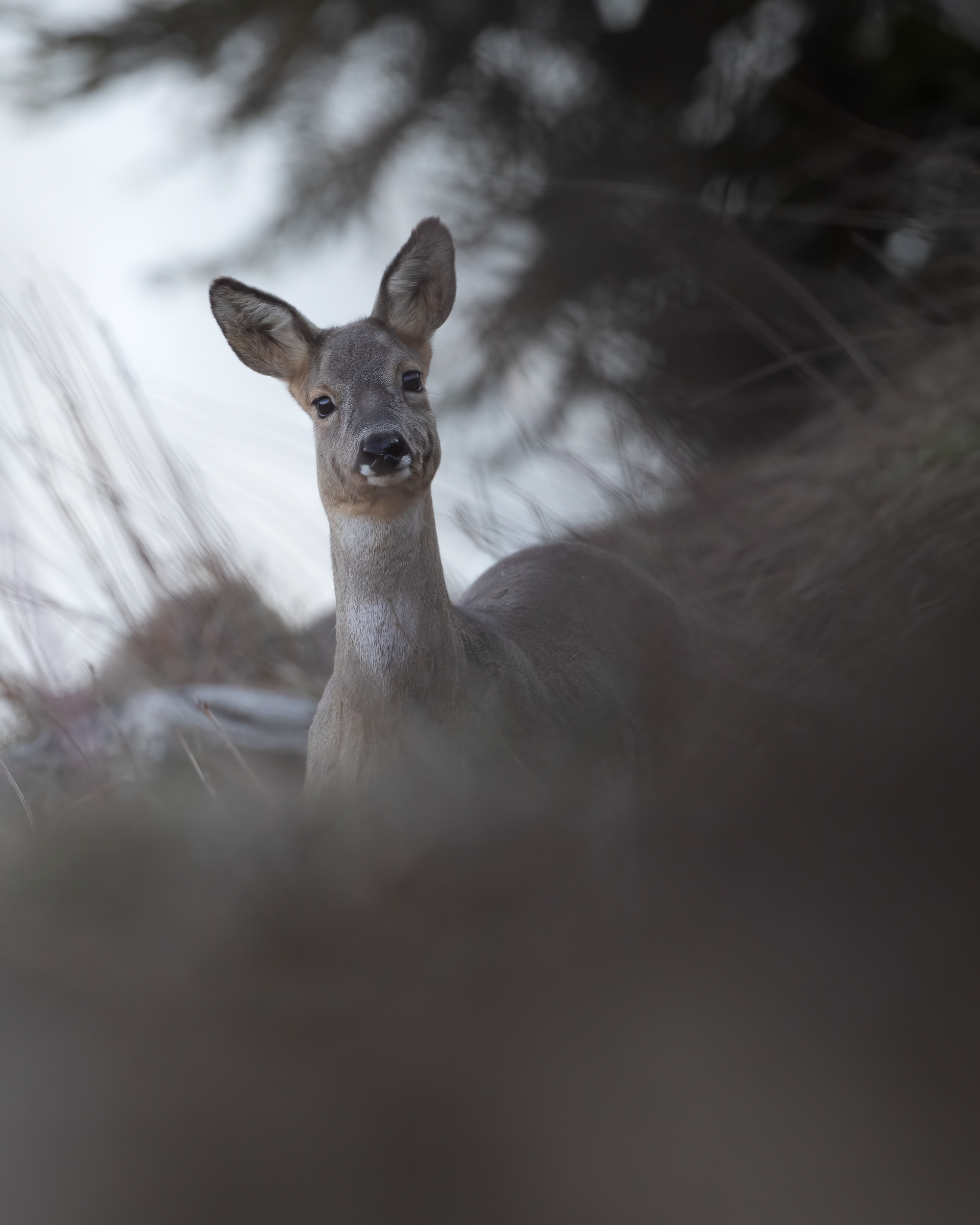 Capriolo