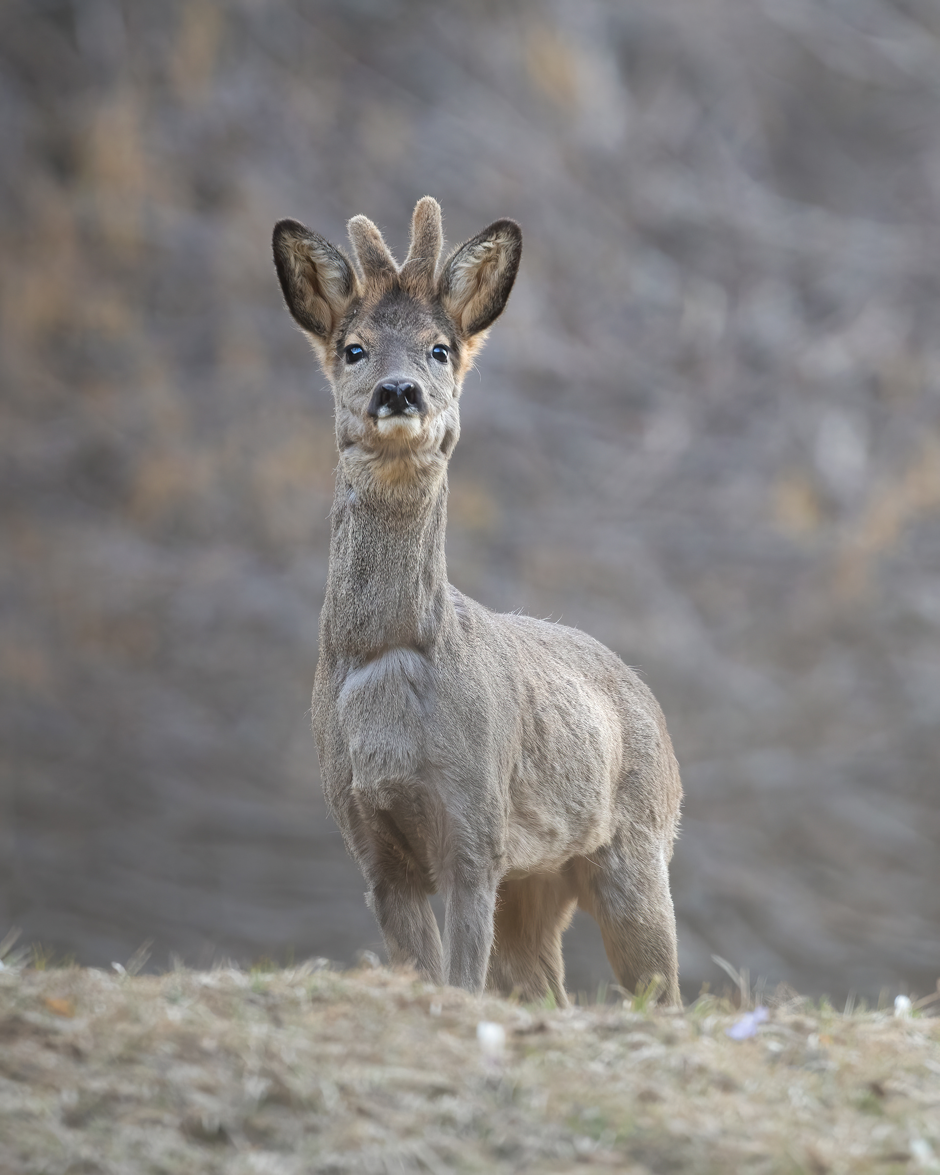 Capriolo