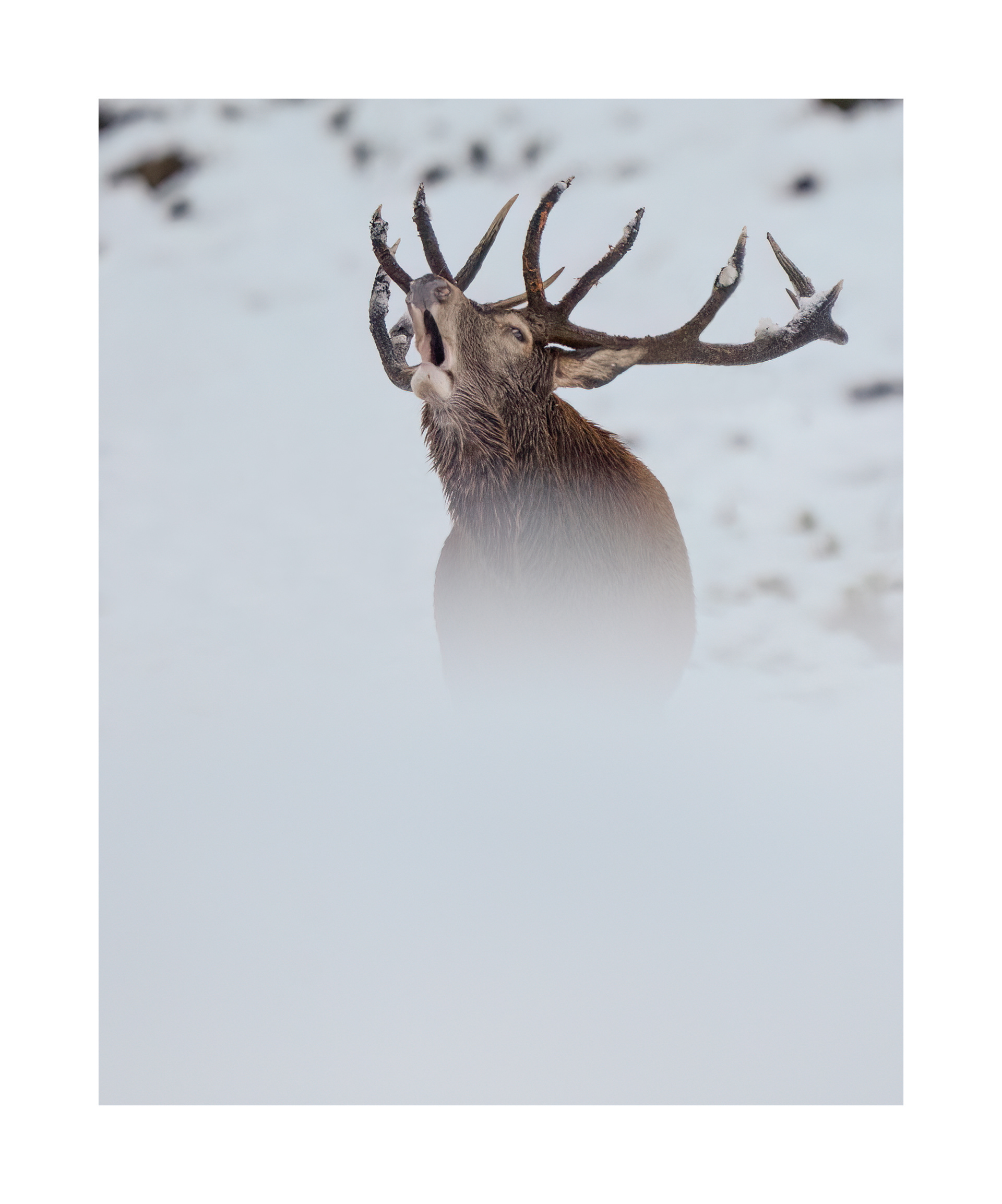 Bramito 2025, Ticino