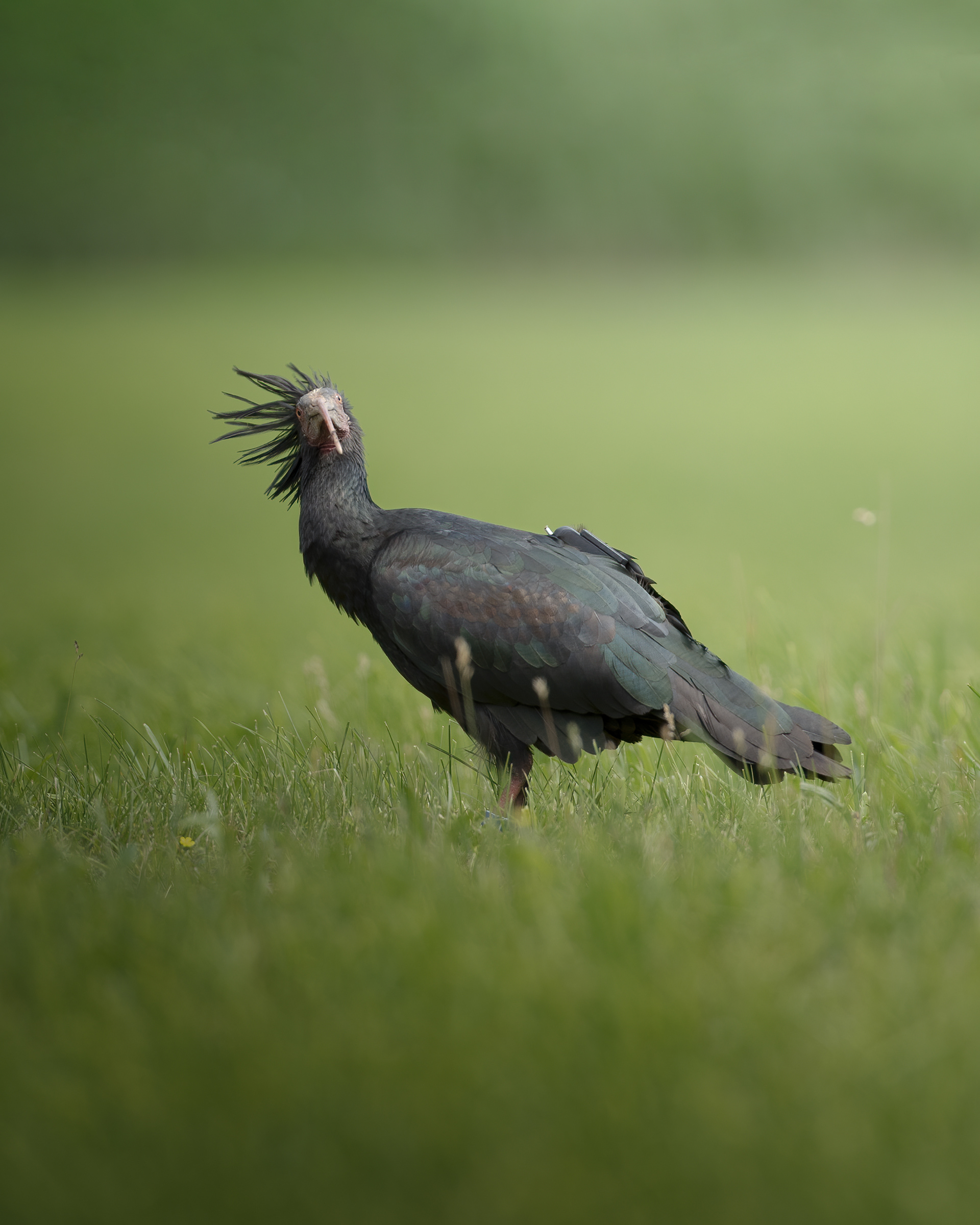 Ibis eremita