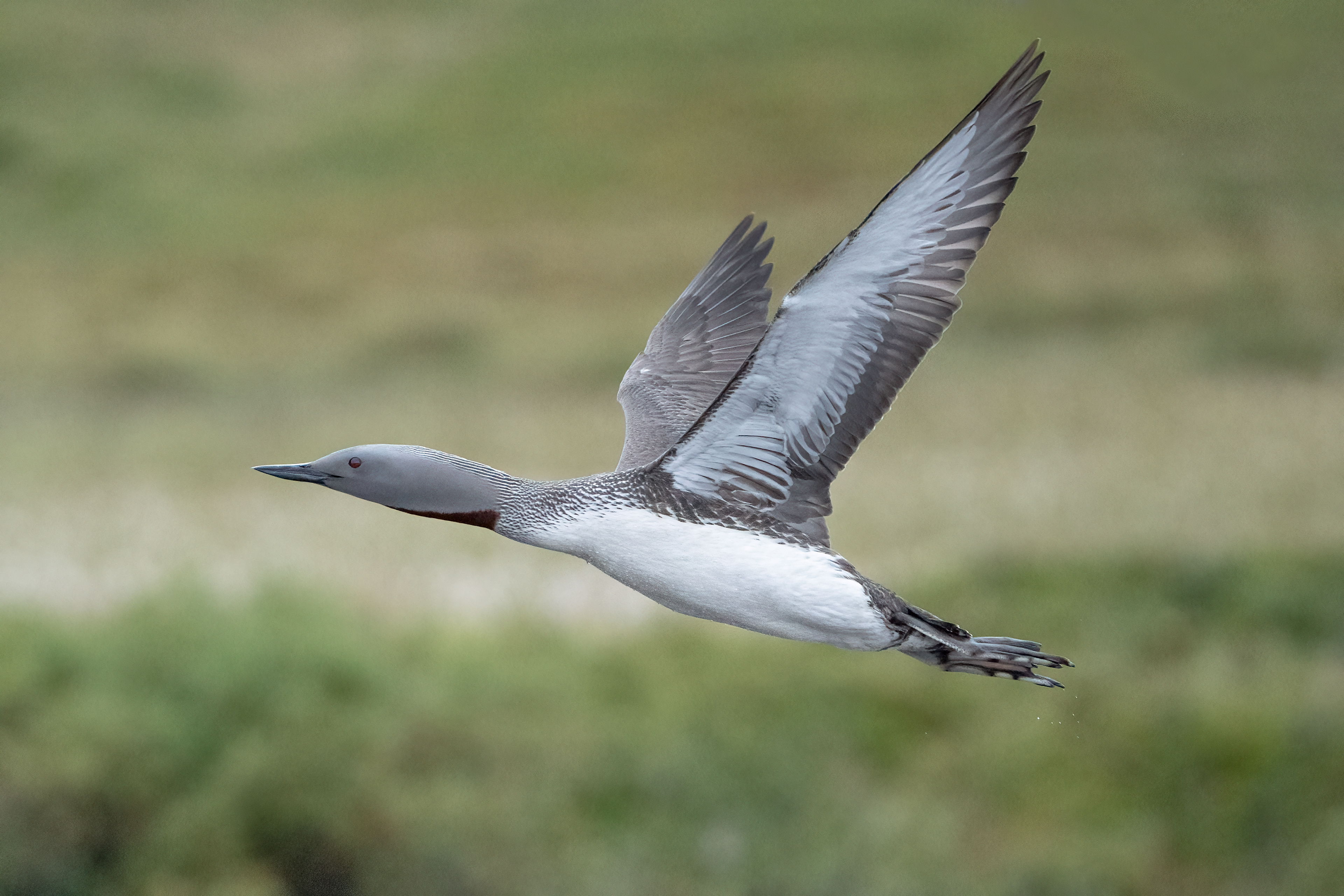 Red-throated loon