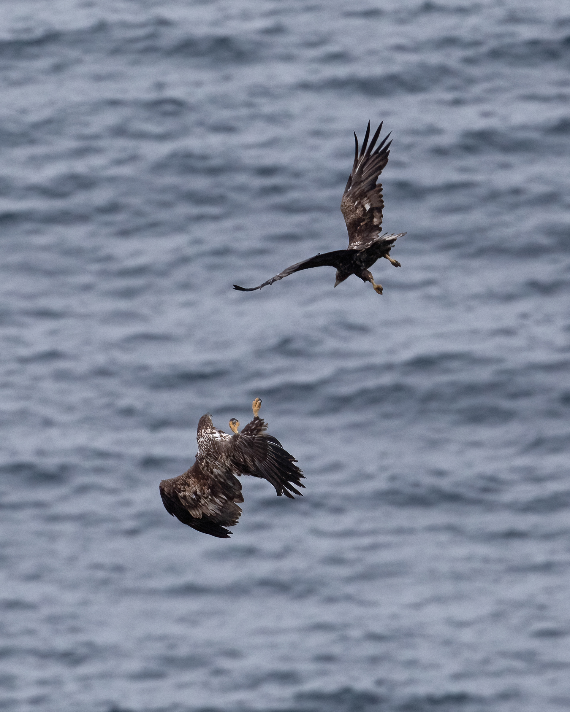 White-tailed eagle