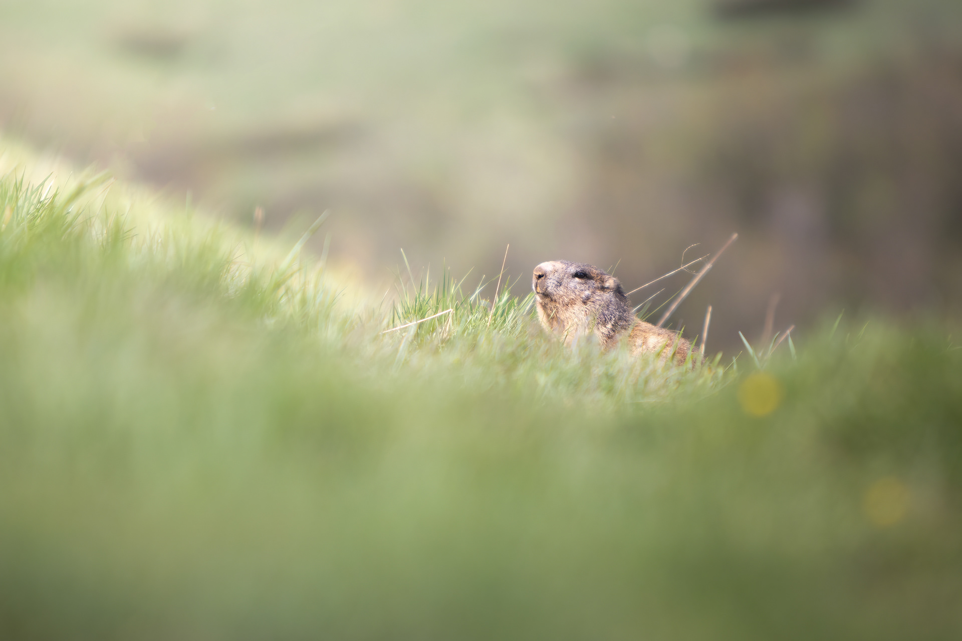 Marmotta