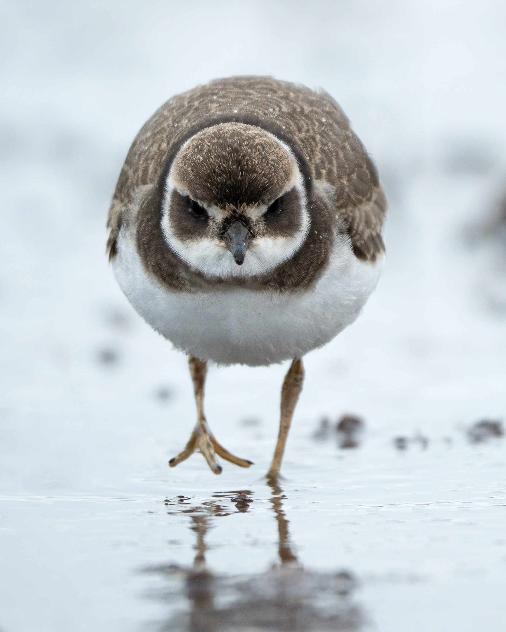 Ringed plover
