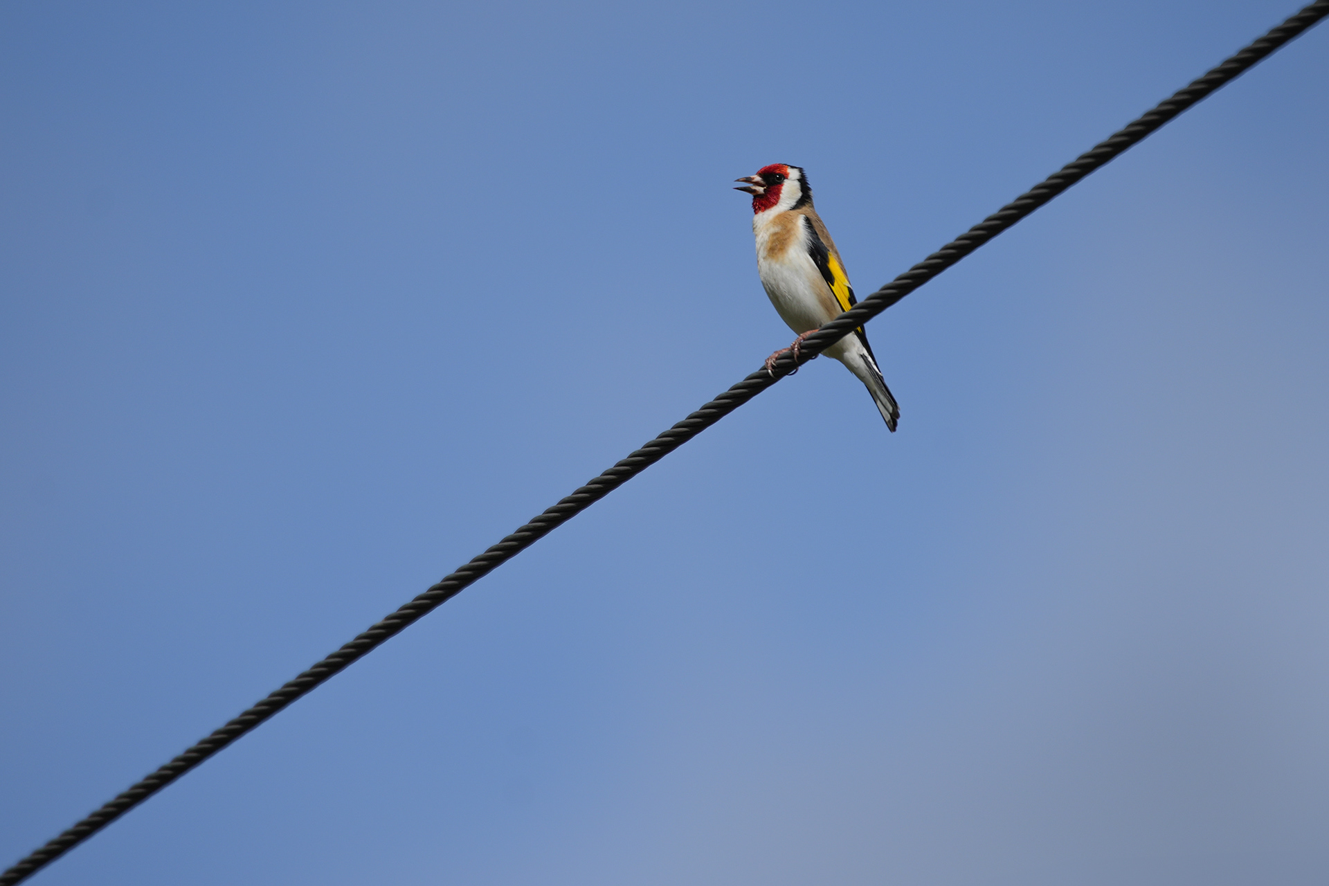 Cardellino